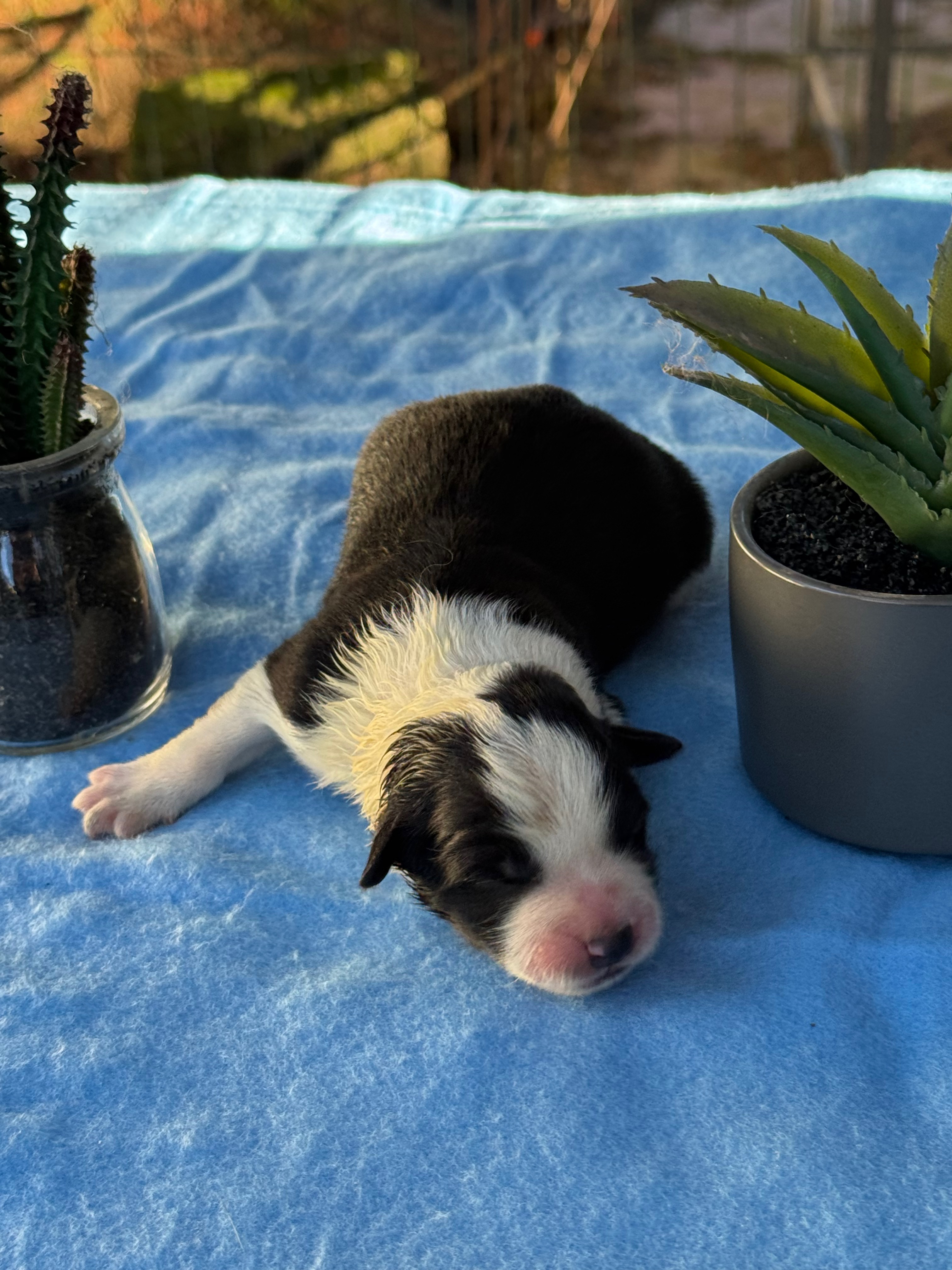 BORDER_COLLIE_SHOW_F_4_OLLY.jpeg