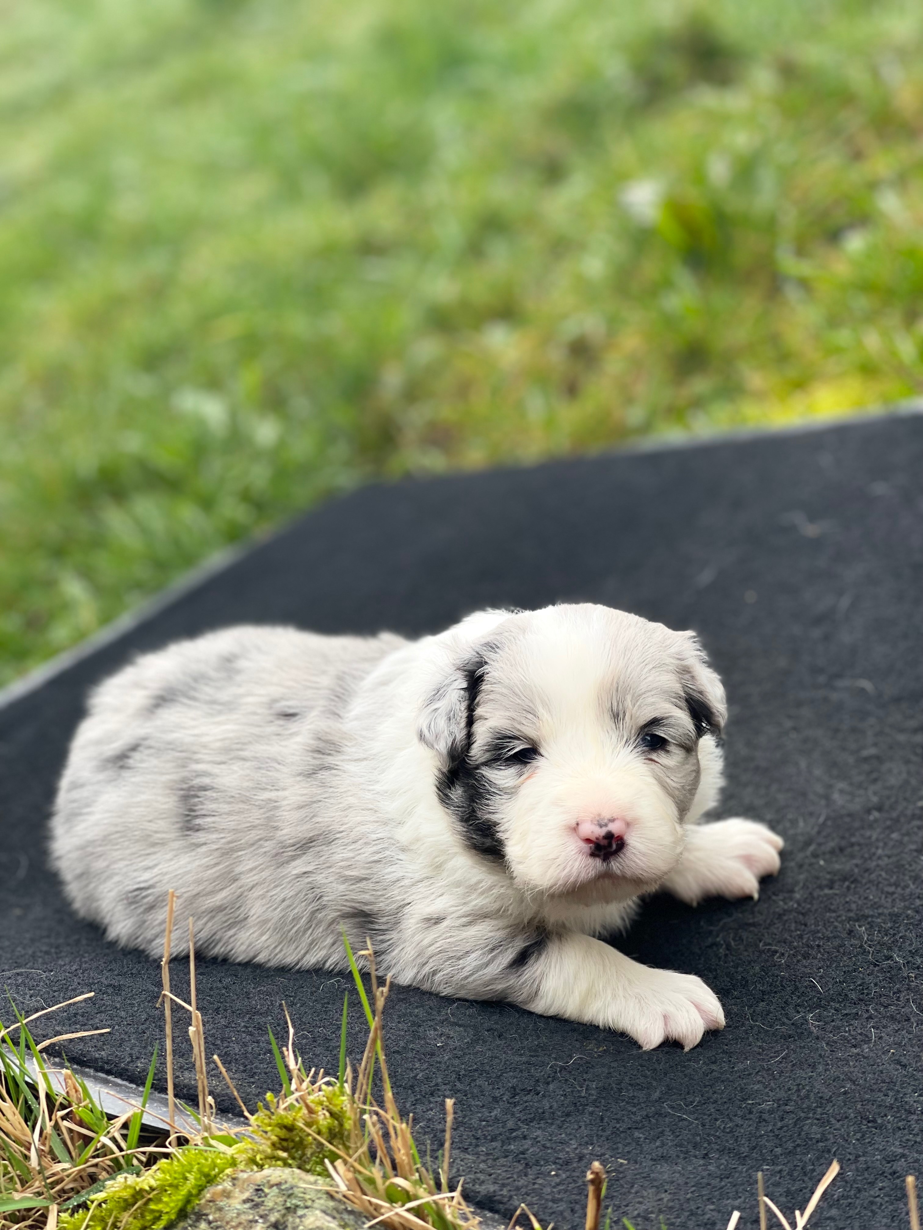 BORDER_COLLIE_SHOW_F_N2.PRETTYpg.jpg