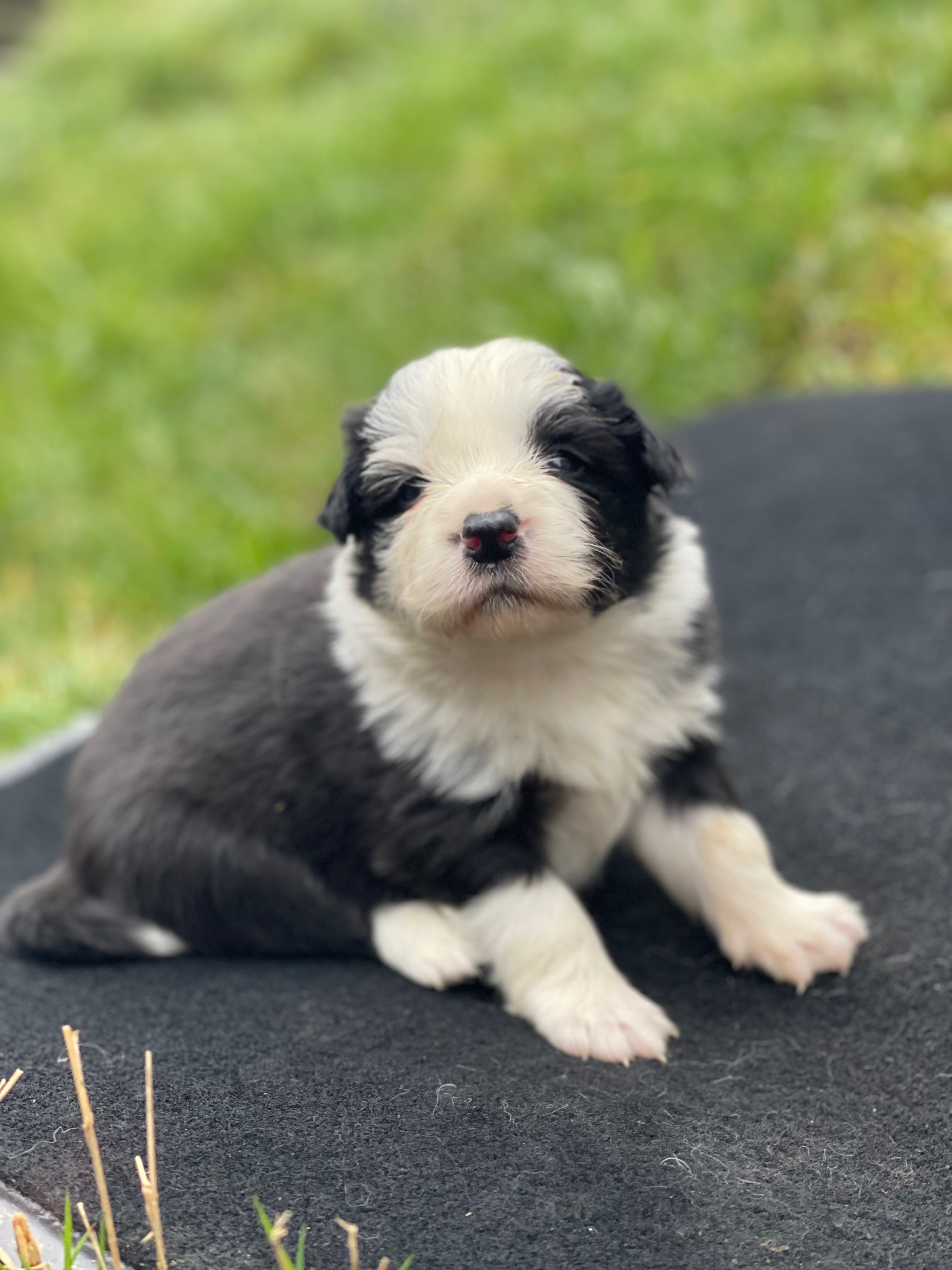 BORDER_COLLIE_SHOW_F_N4_PRETTY.jpg