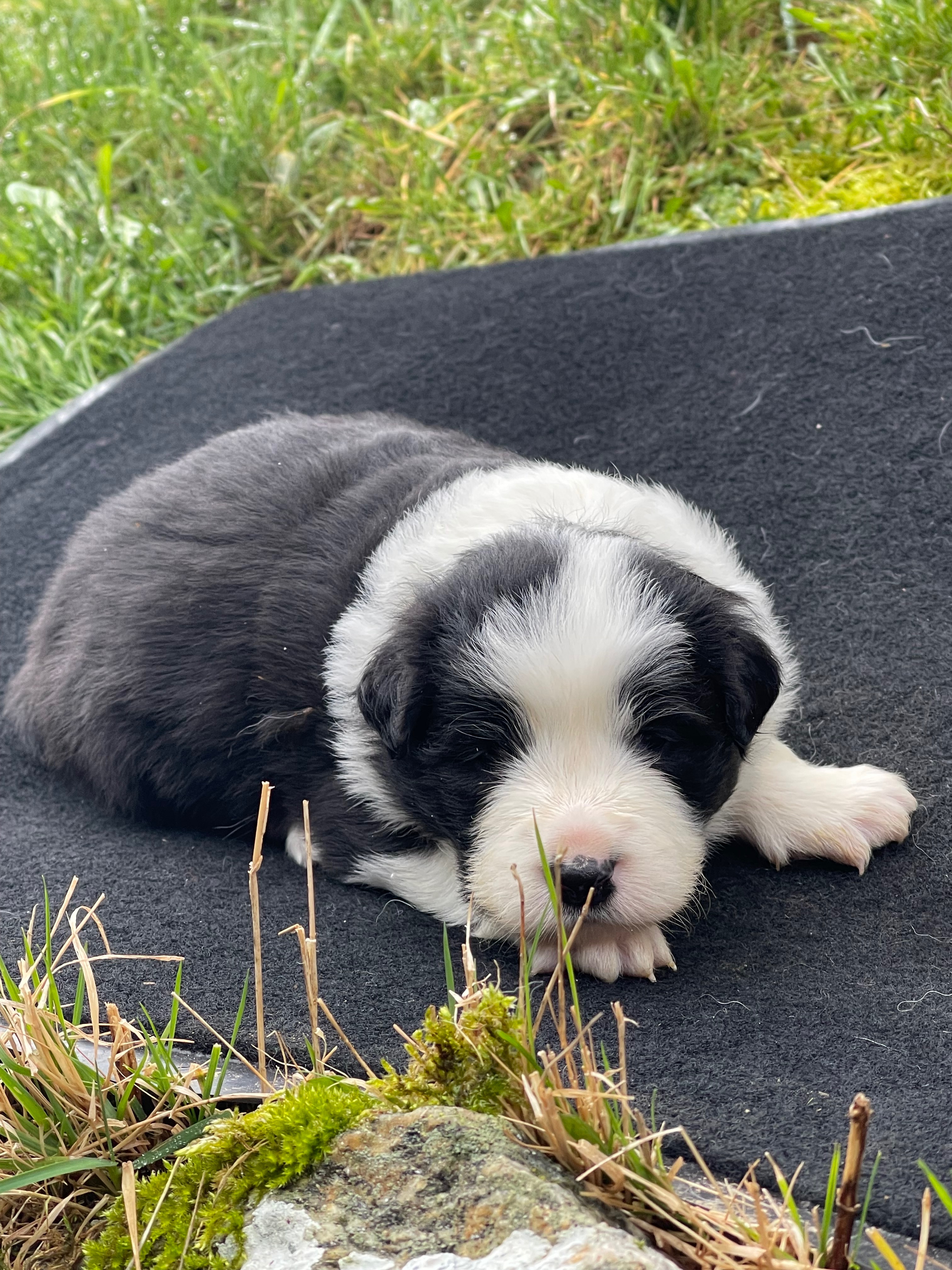 BORDER_COLLIE_SHOW_F_N_3_PRETTY.jpg