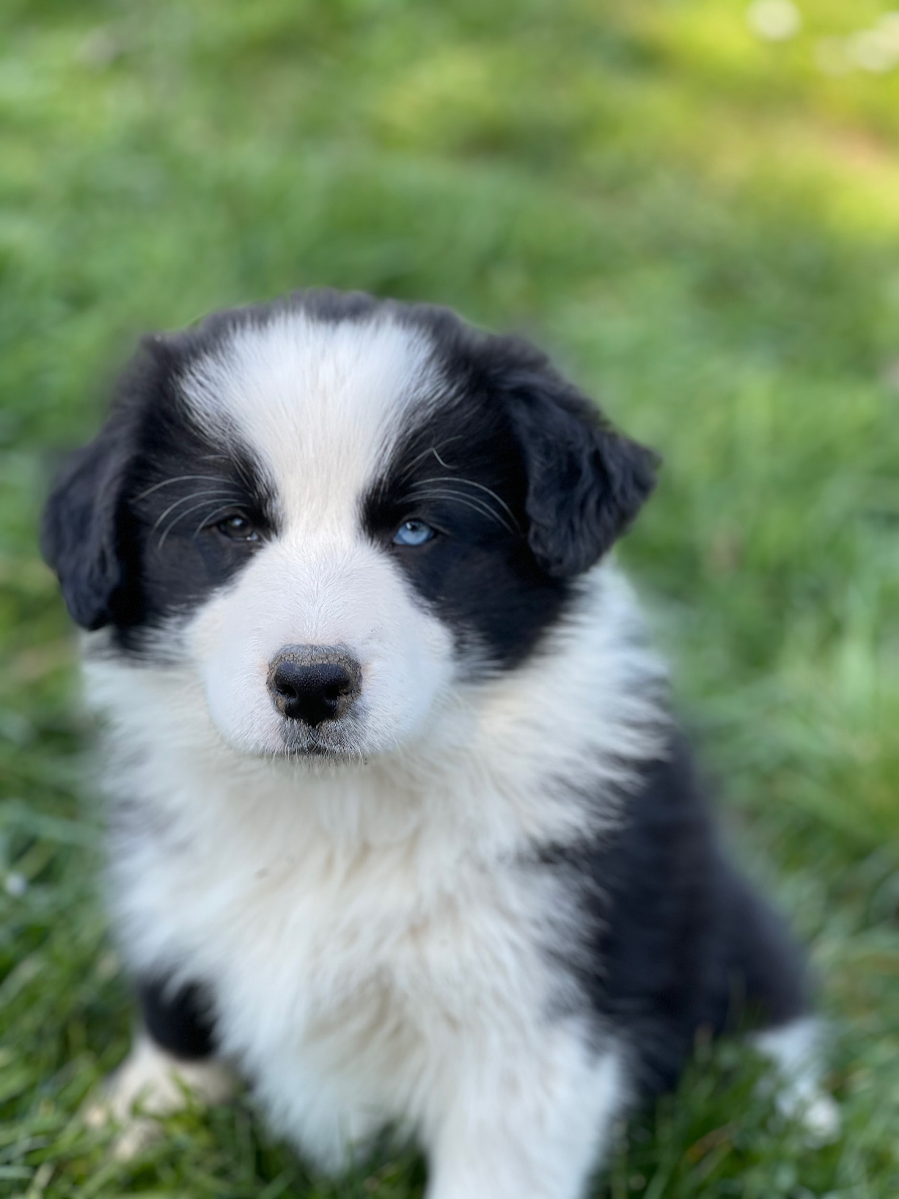 BORDER_COLLIE_SHOW_L_N5.jpg