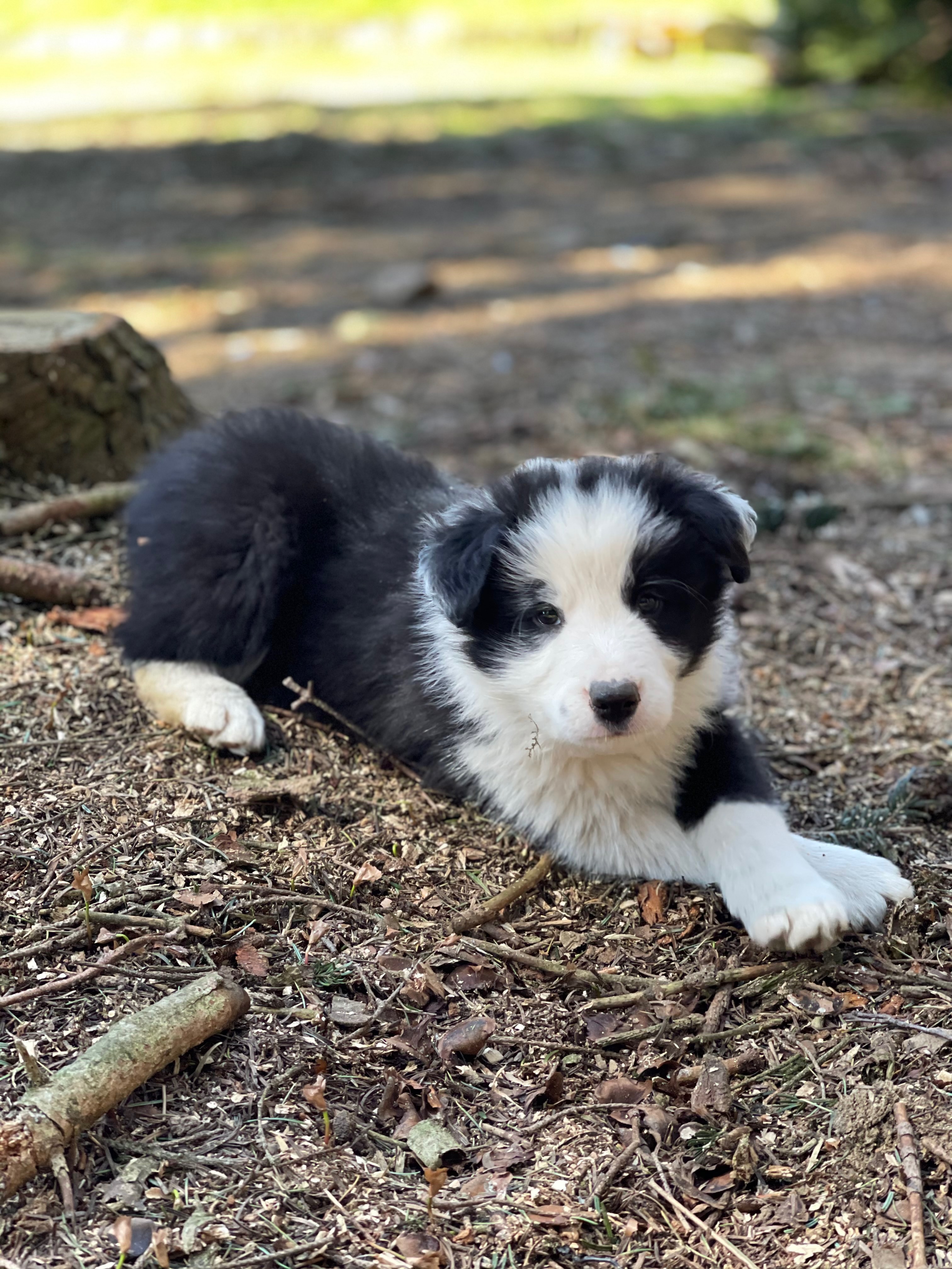 BORDER_COLLIE_SHOW_M3.jpg