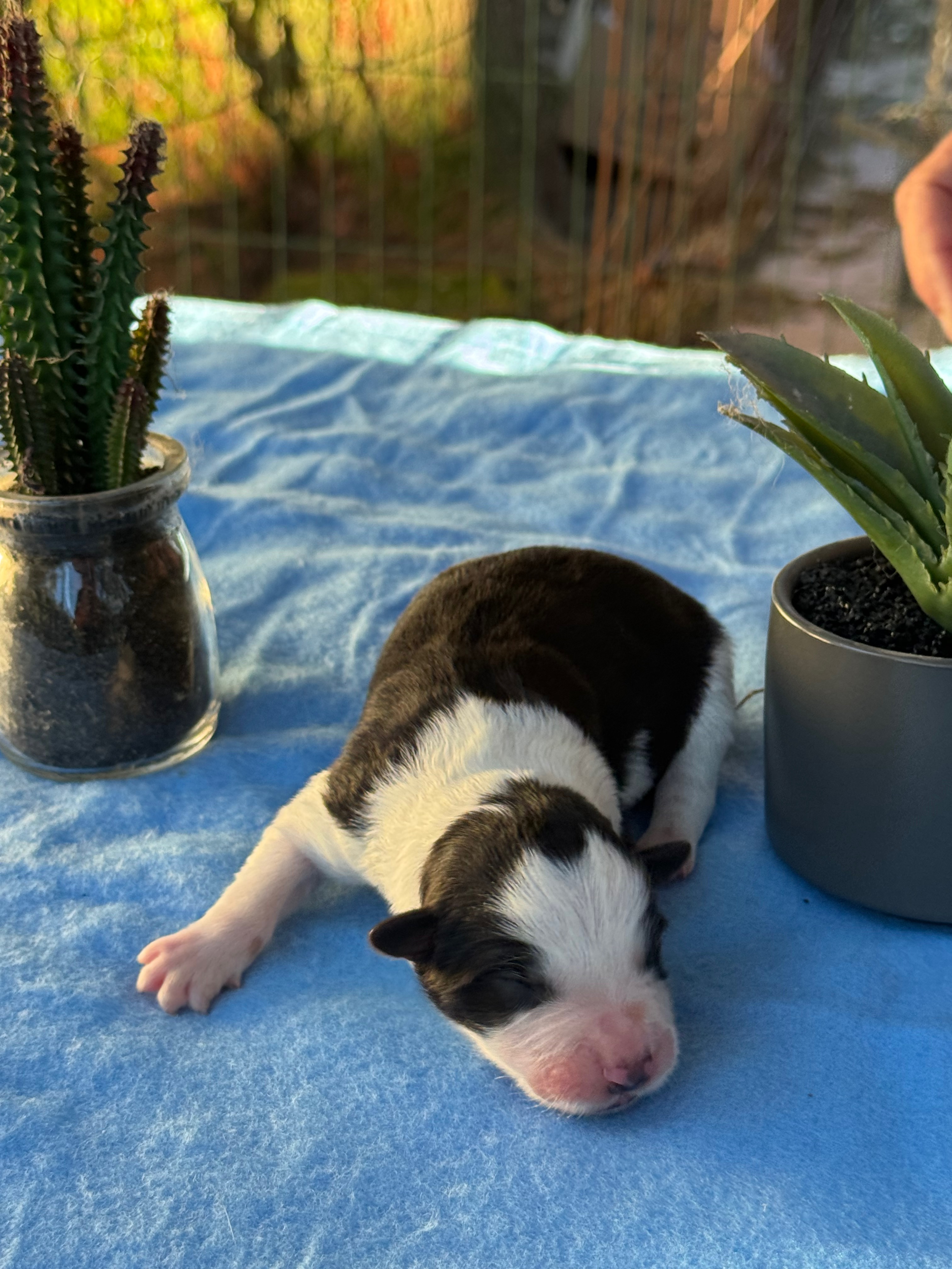 BORDER_COLLIE_SHOW_MALE_1_OLLY.jpeg
