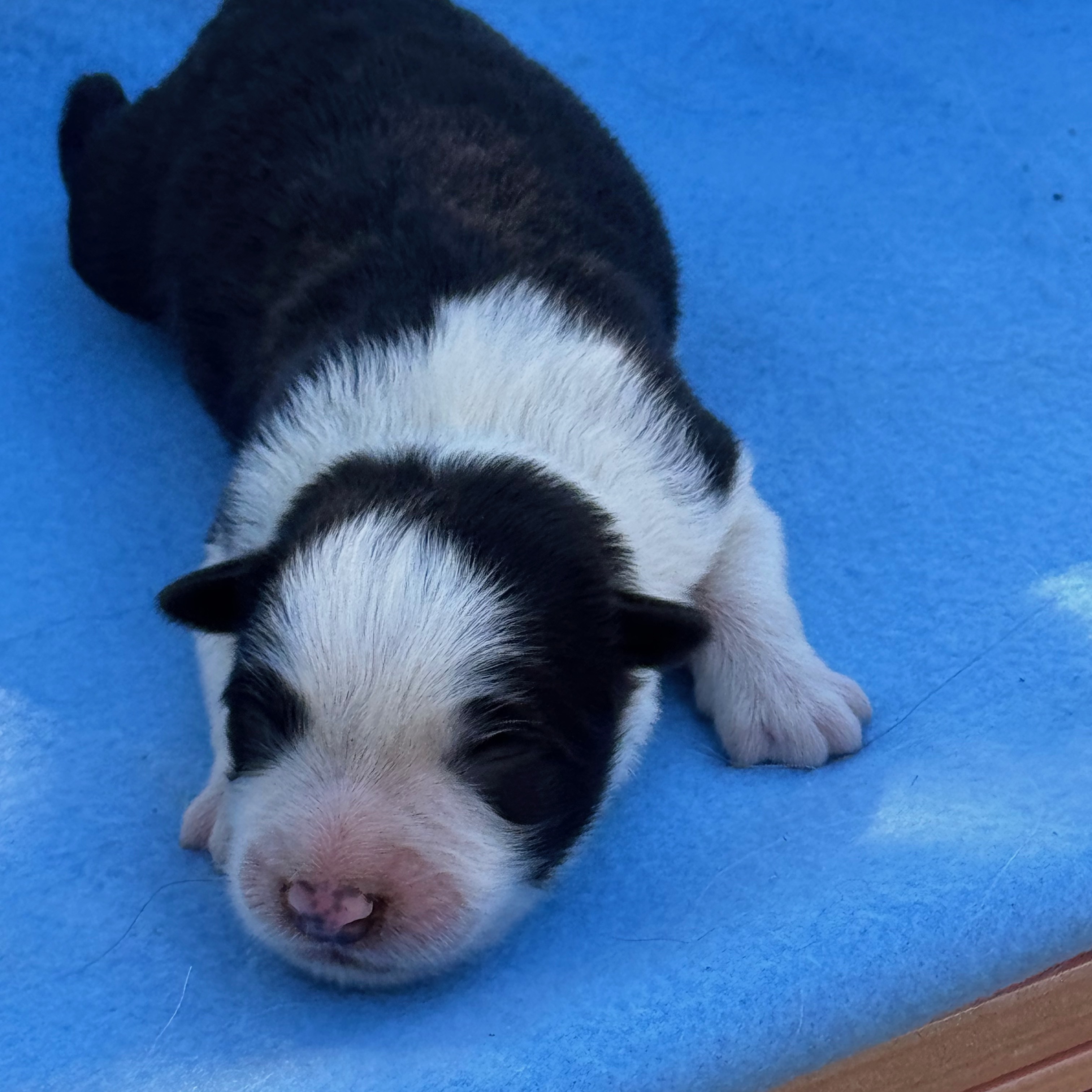 BORDER_COLLIE_SHOW_MALE_N1.jpeg
