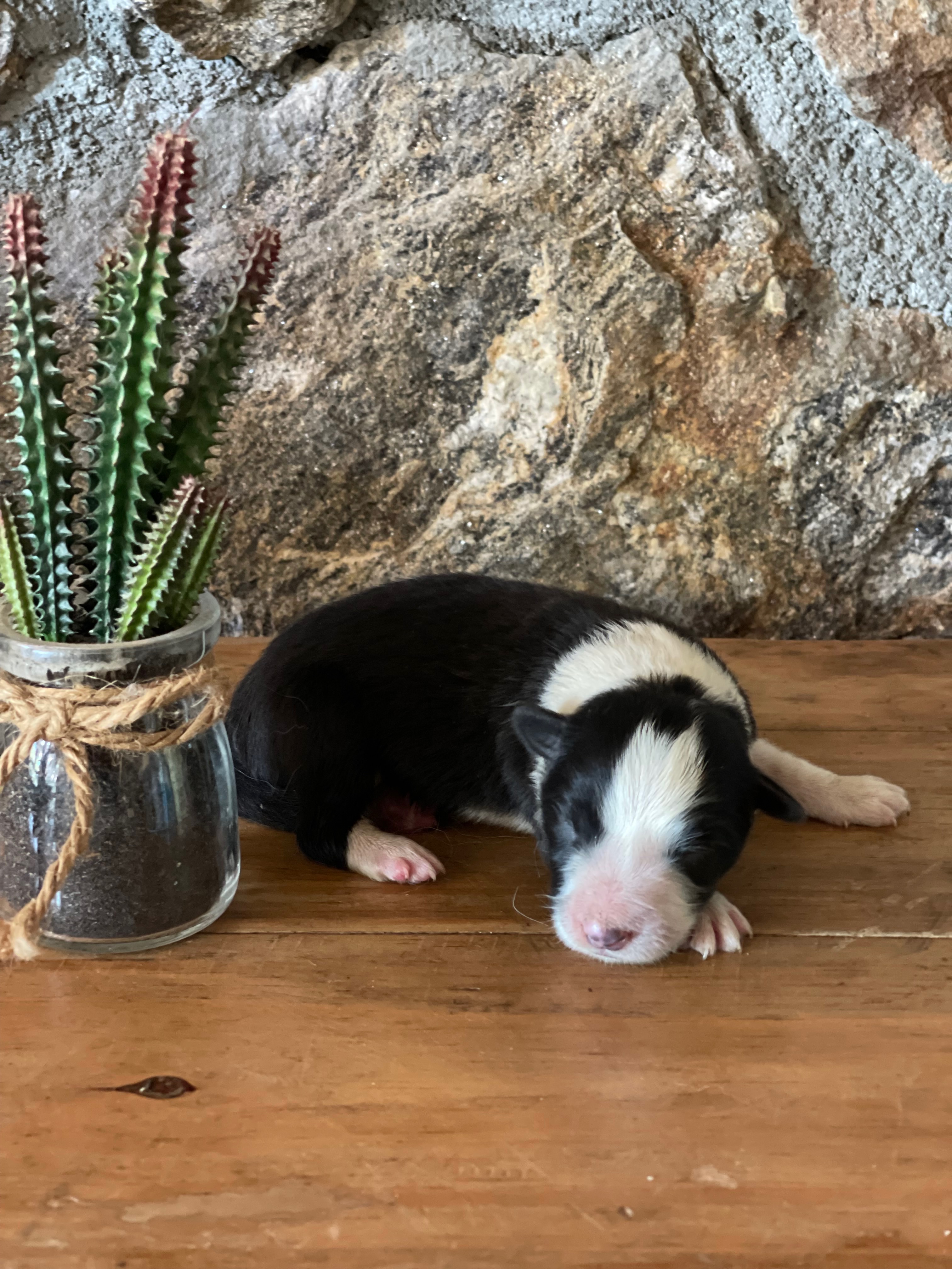 BORDER COLLIE SHOW MALE N2