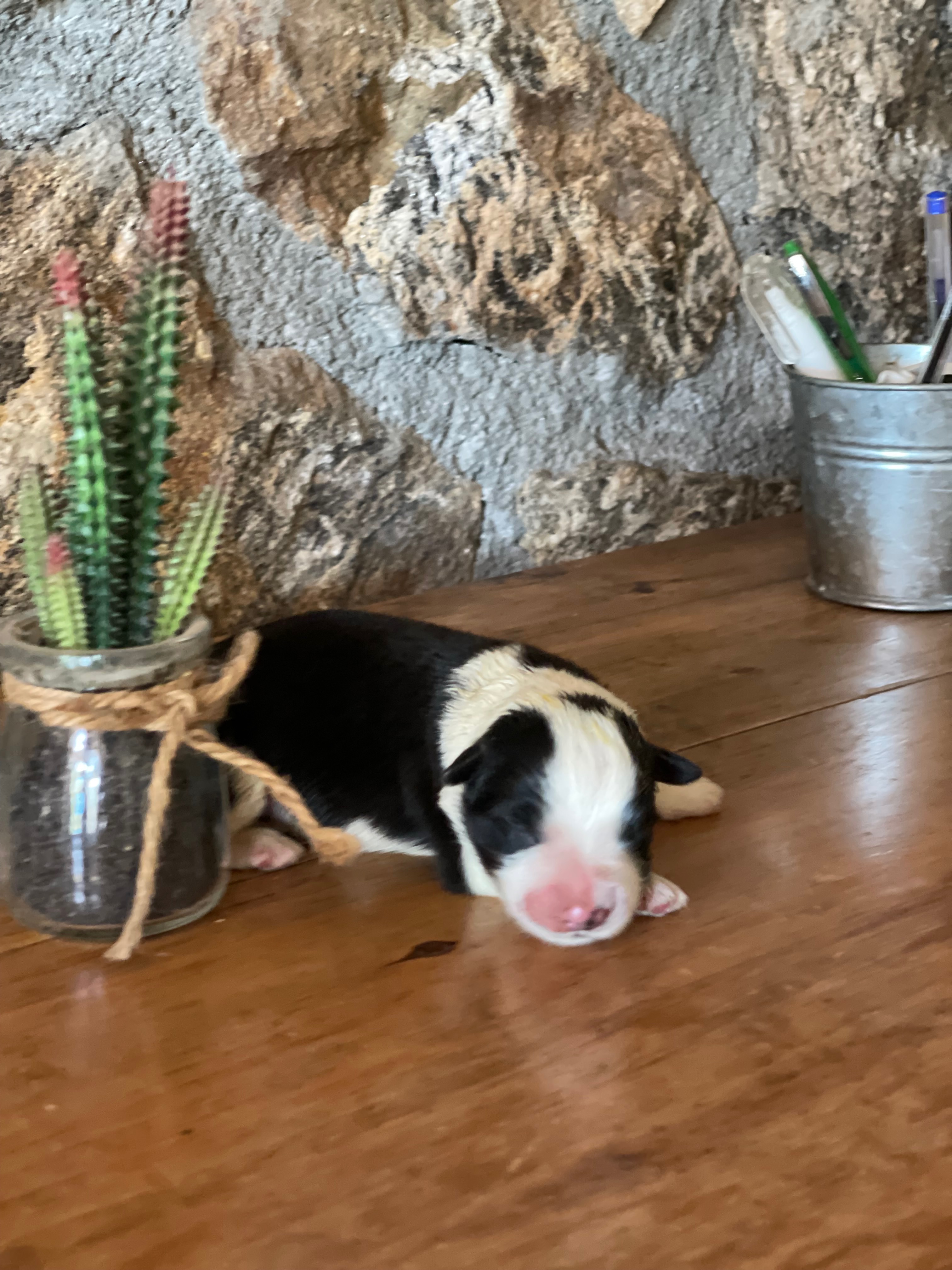 BORDER COLLIE SHOW MALE N3 