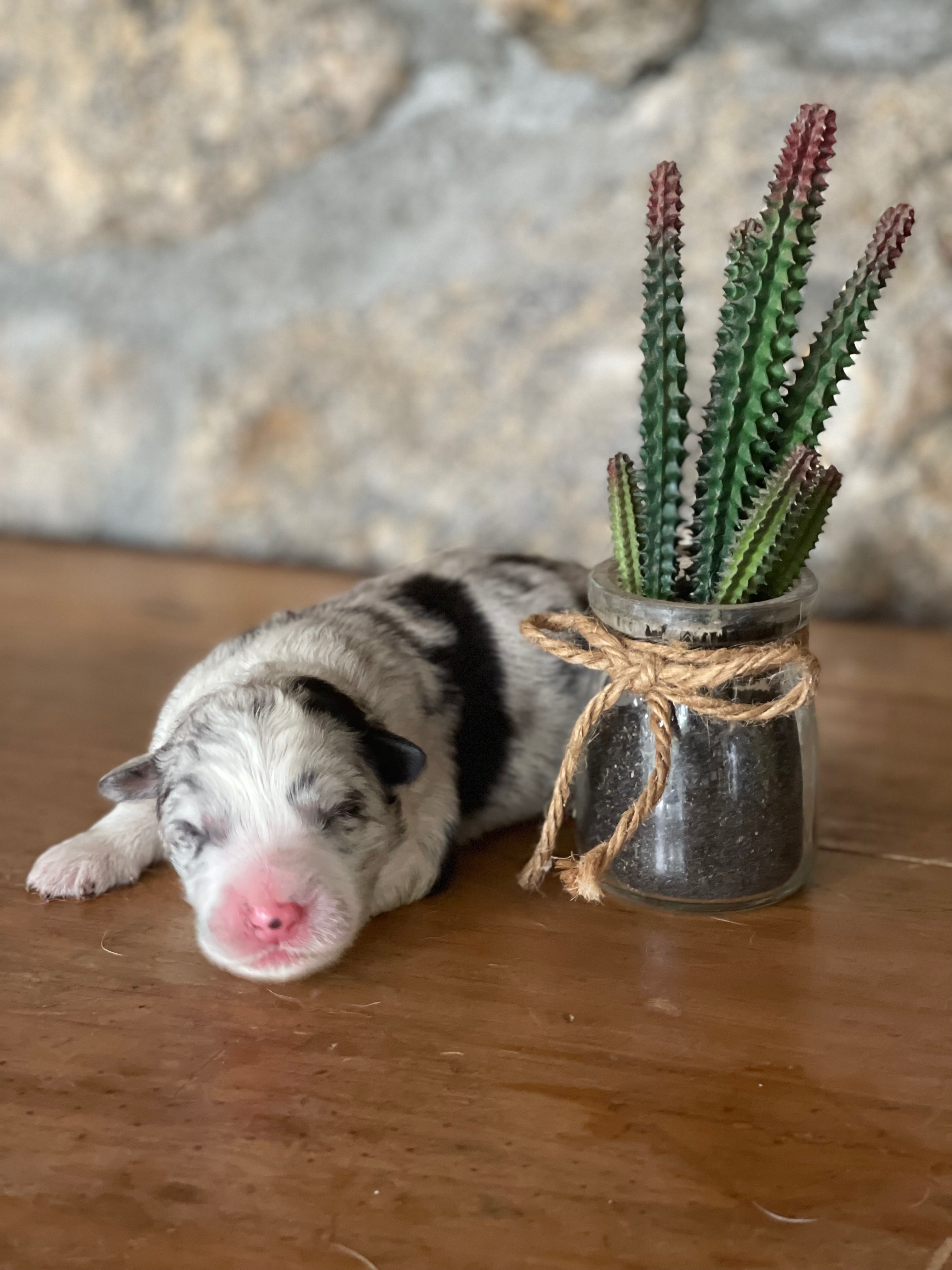 BORDER_COLLIE_SHOW_MALE_N3_NEIGE.jpg