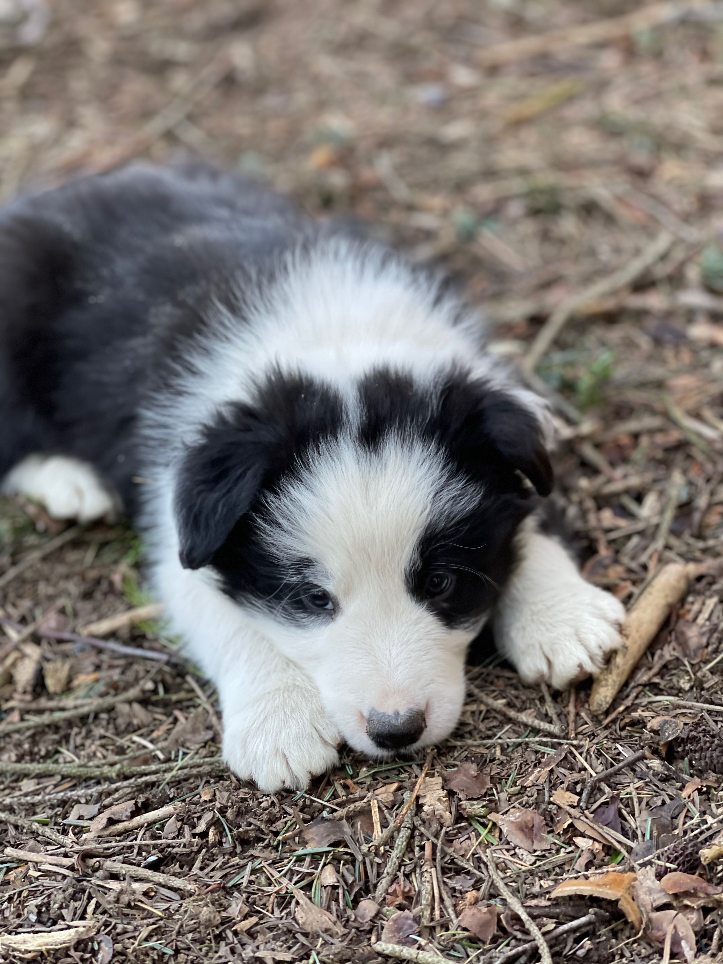 BORDER_COLLIE_SHOW_MAL_N3.jpg