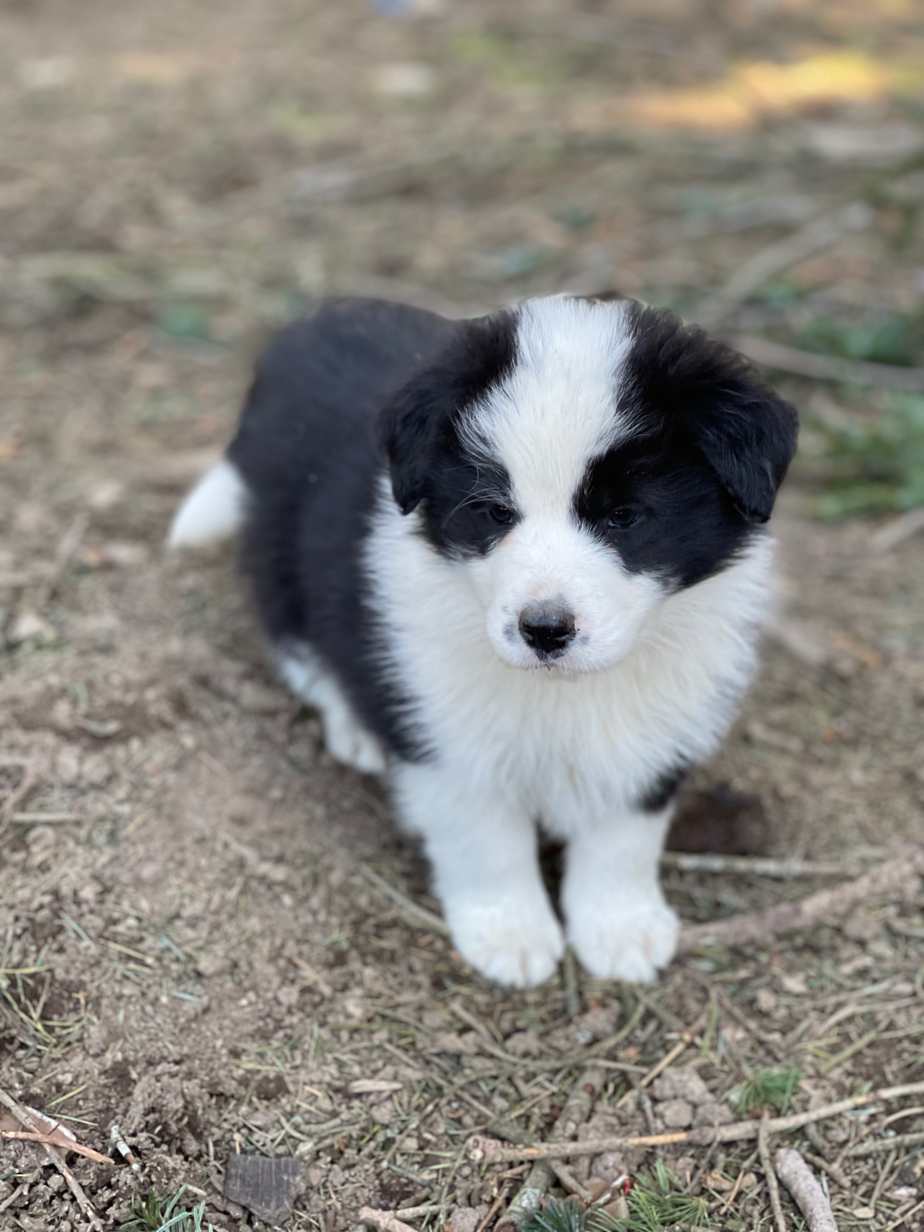 BORDER_COLLIE_SHOW_MLN4.jpg