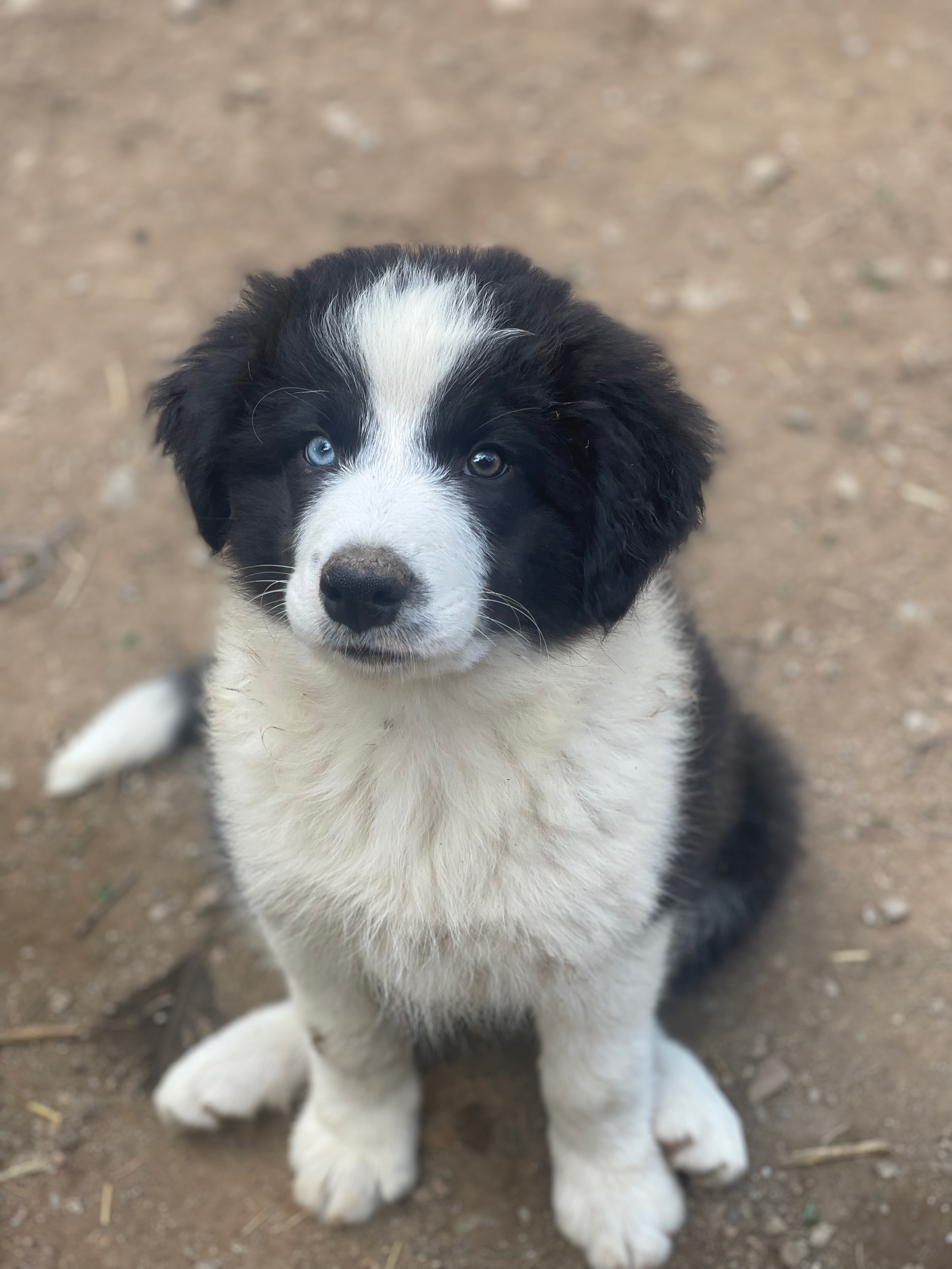 BORDER_COLLIE_SHOW_ML_4.jpeg