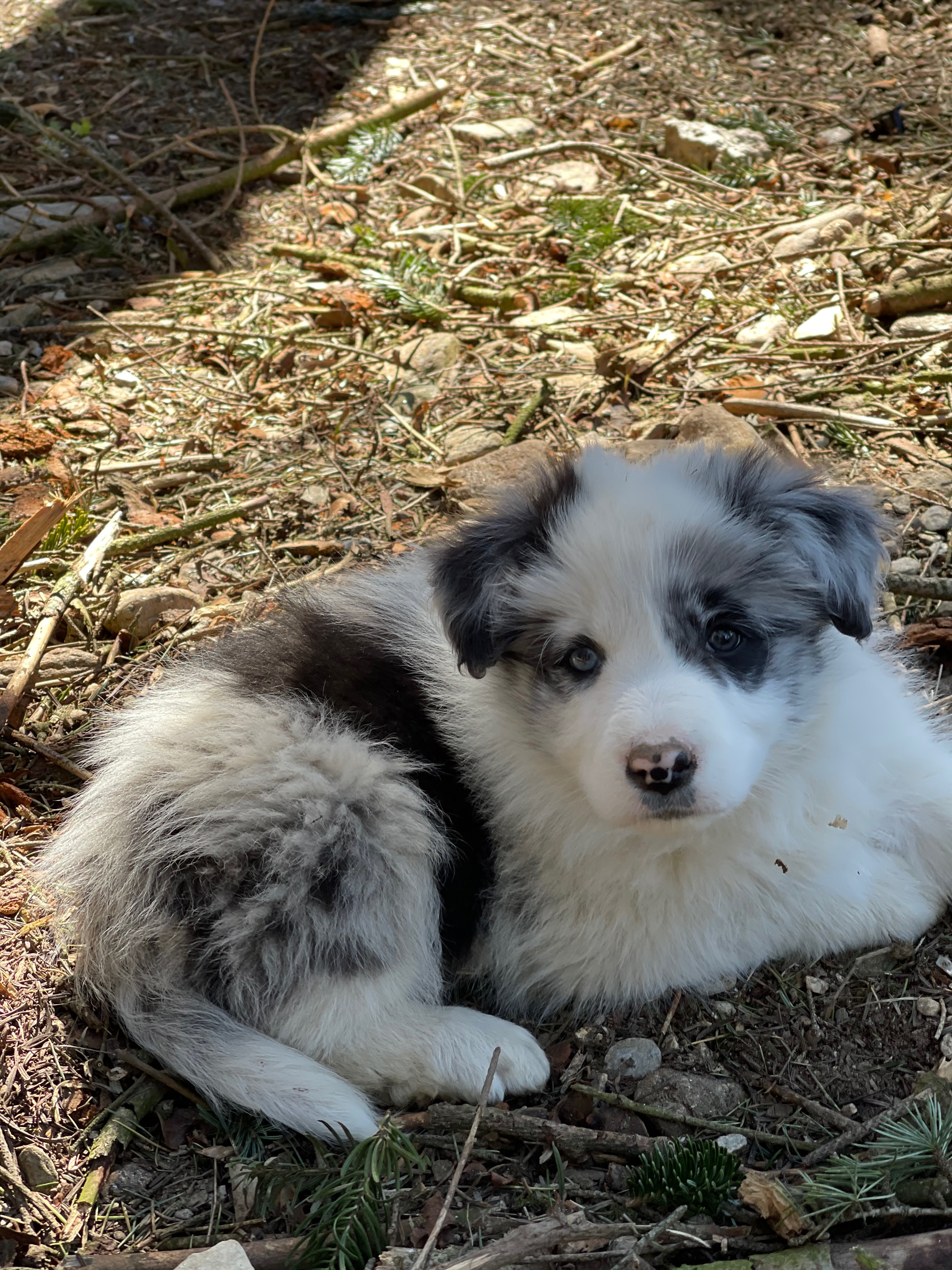 BORDER_COLLIE_SHOW_ML_N2.jpg