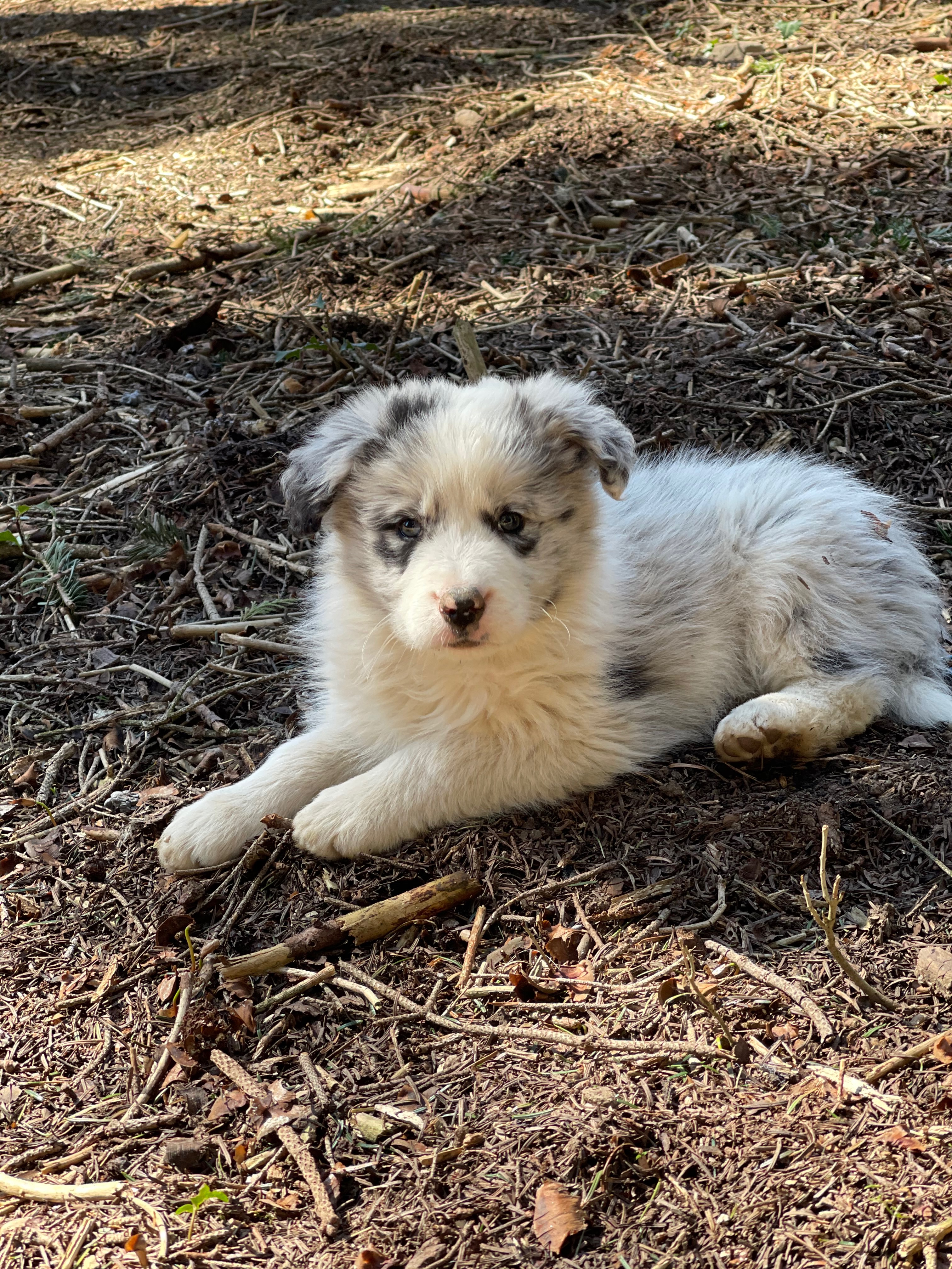 BORDER_COLLIE_SHOW_ML_N_1.jpg