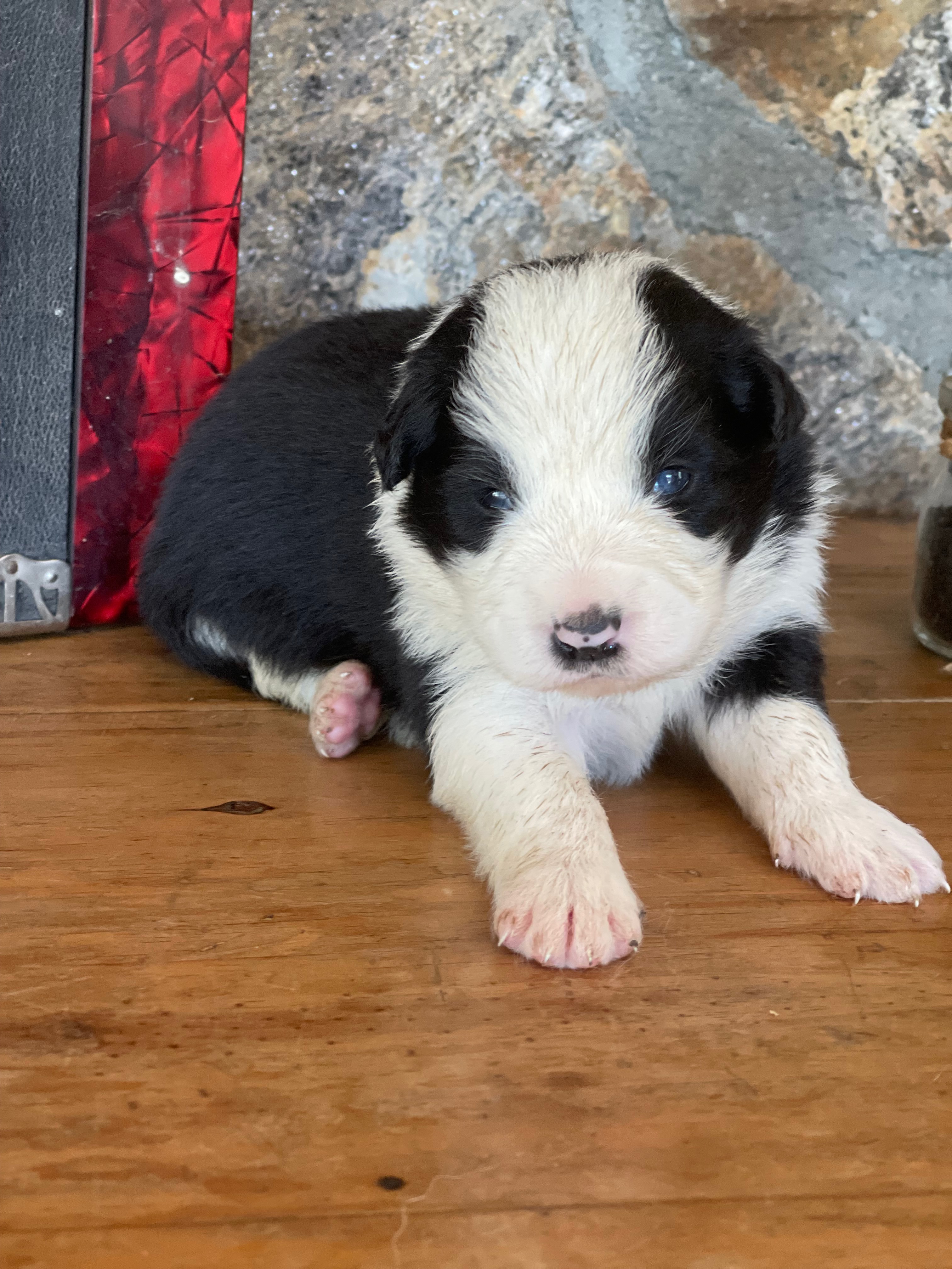 BORDER COLLIE SHOW MN4 PRETTY