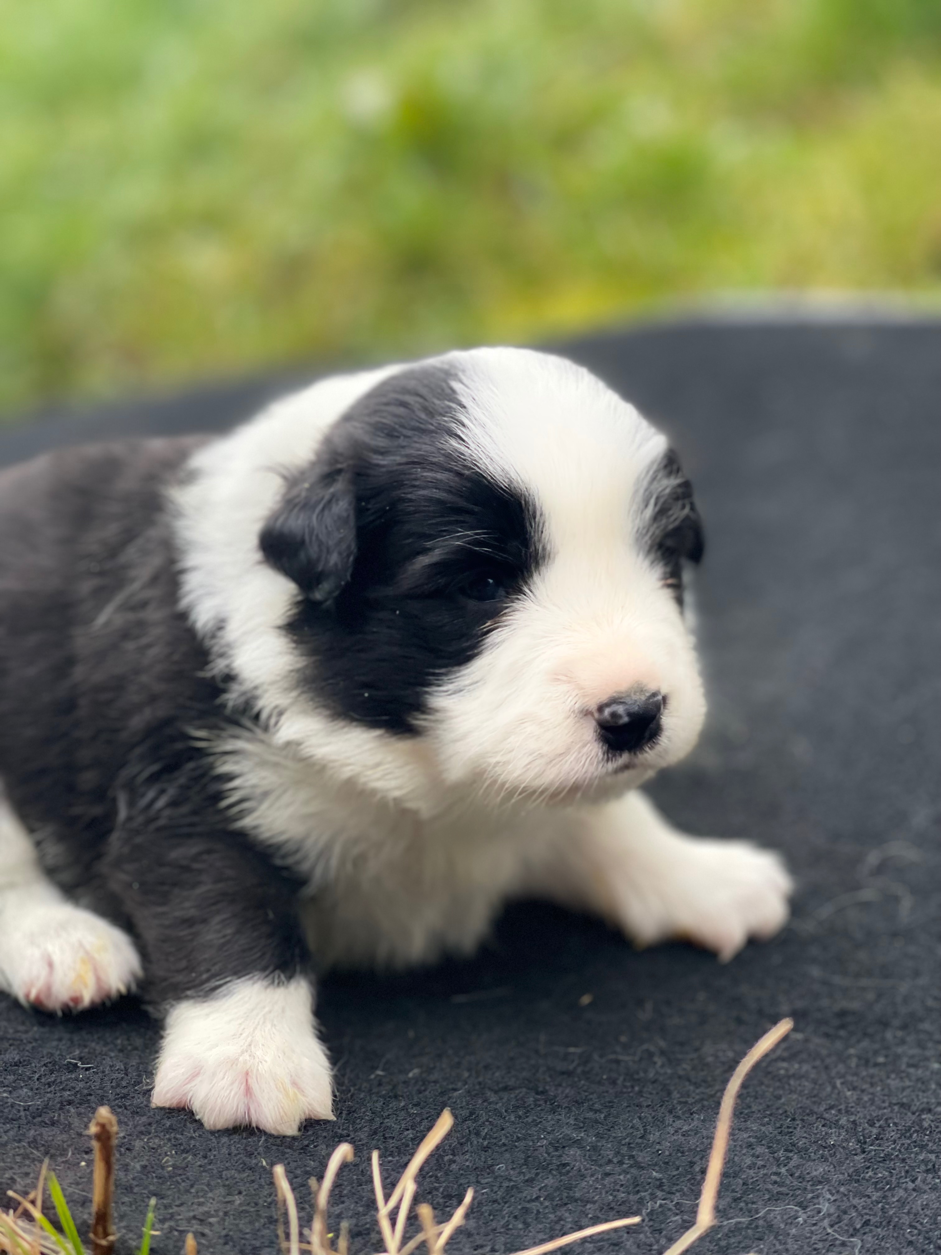 BORDER_COLLIE_SHOW_M_N_4_PRETTY.jpg