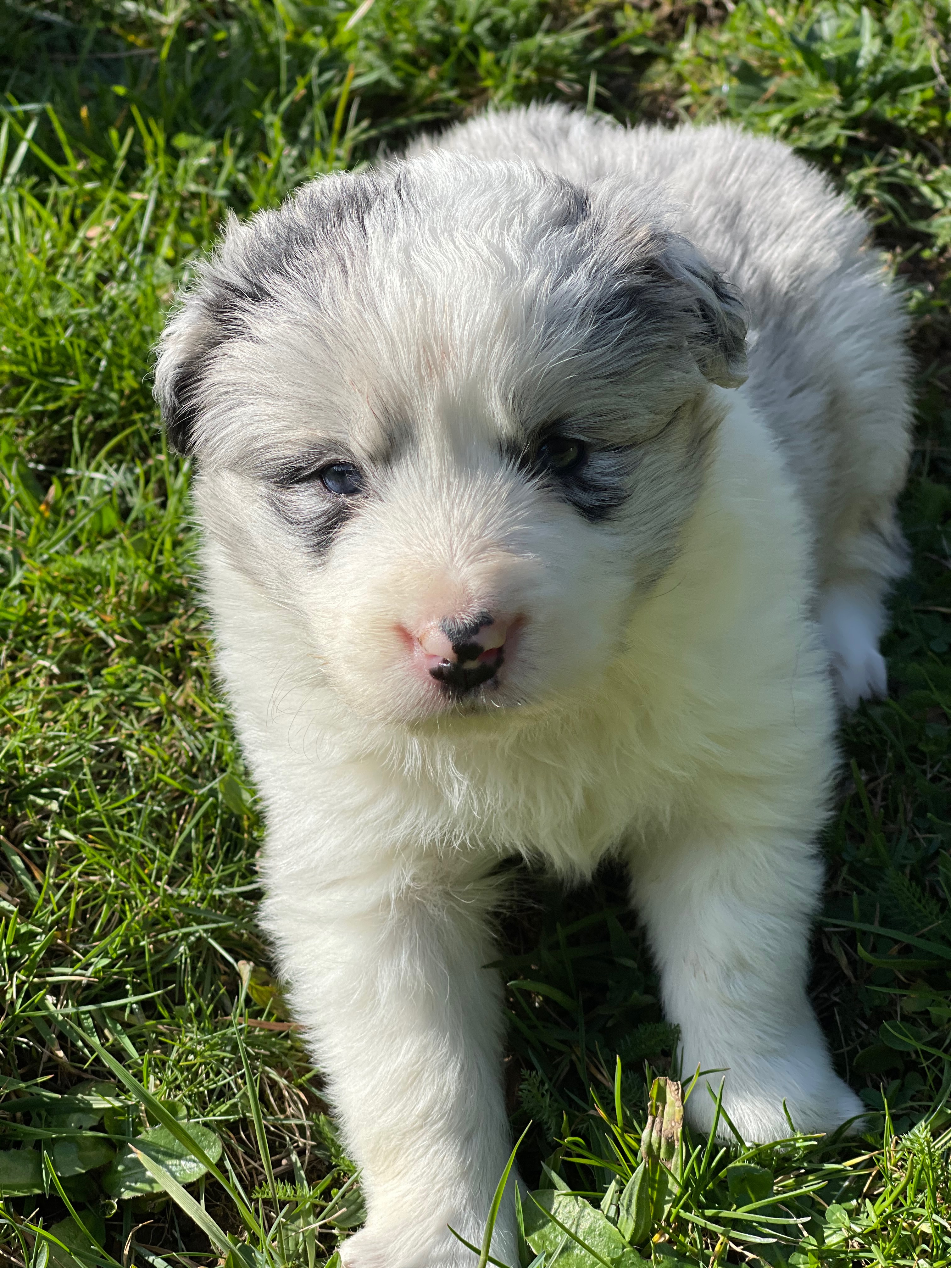 BORDER_COLLIE_SHOW_N1.jpg