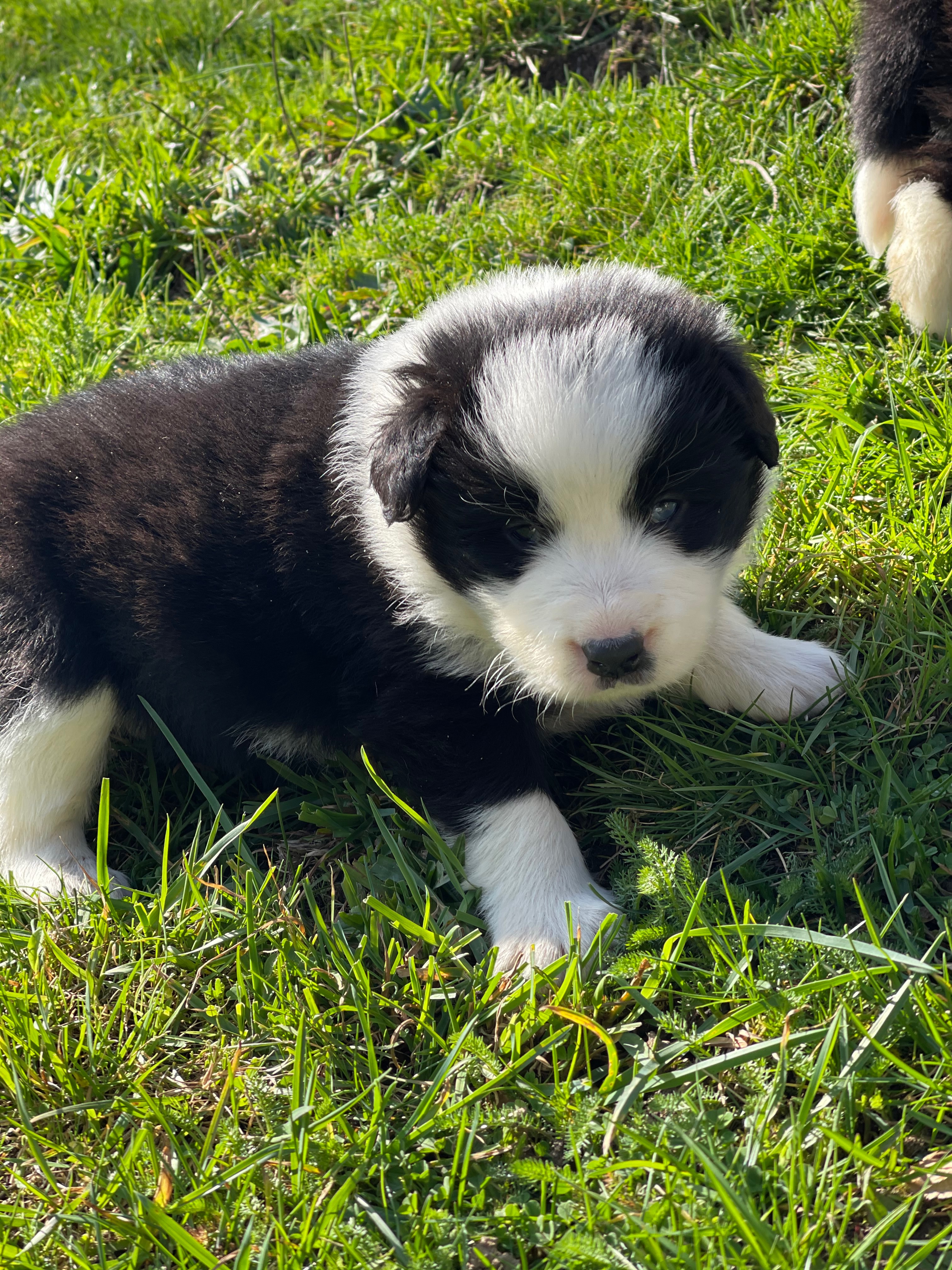 BORDER_COLLIE_SHOW_N5jpg.jpg