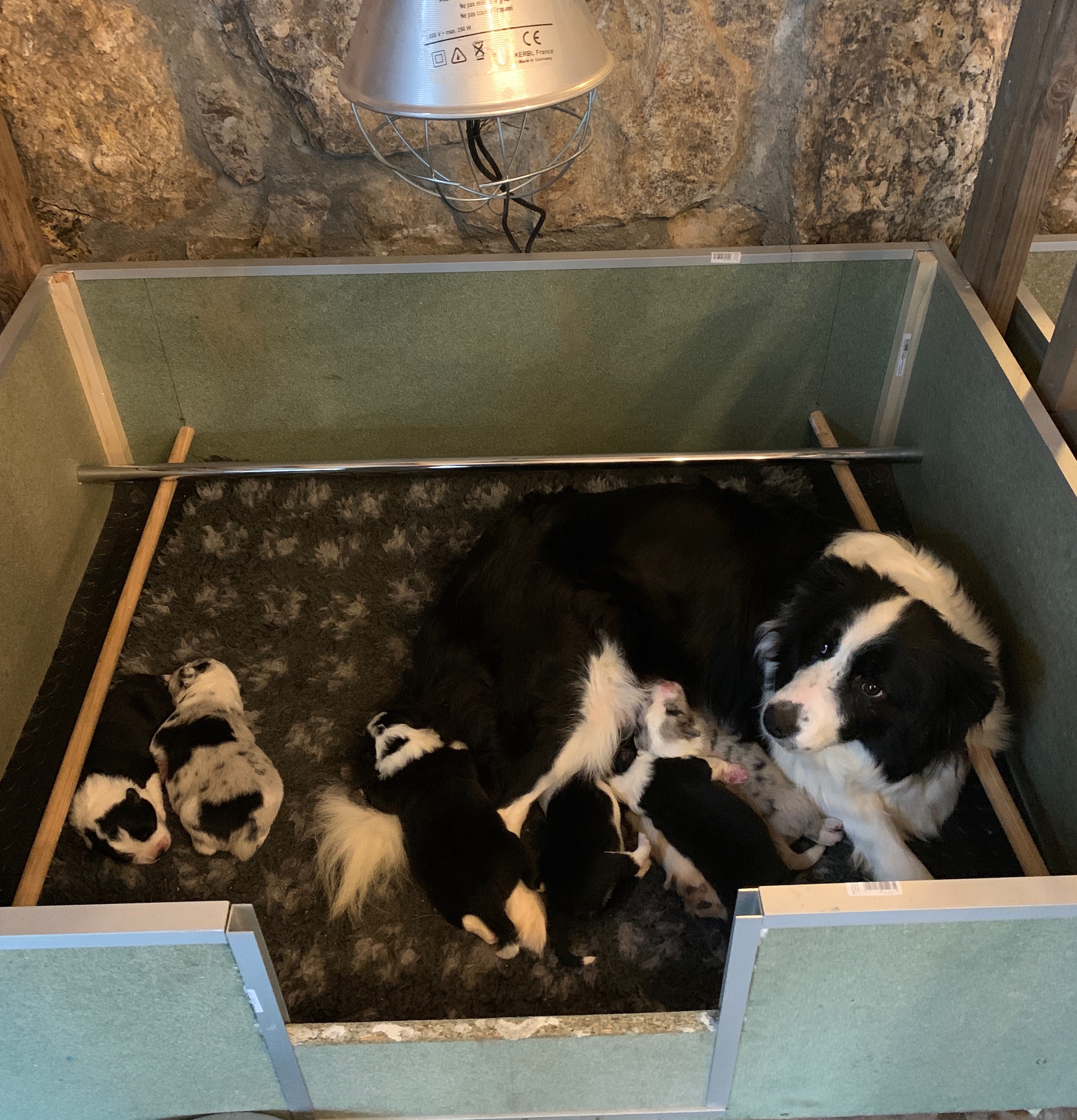 BORDER COLLIE SHOW NEIGE ET CHIOTS