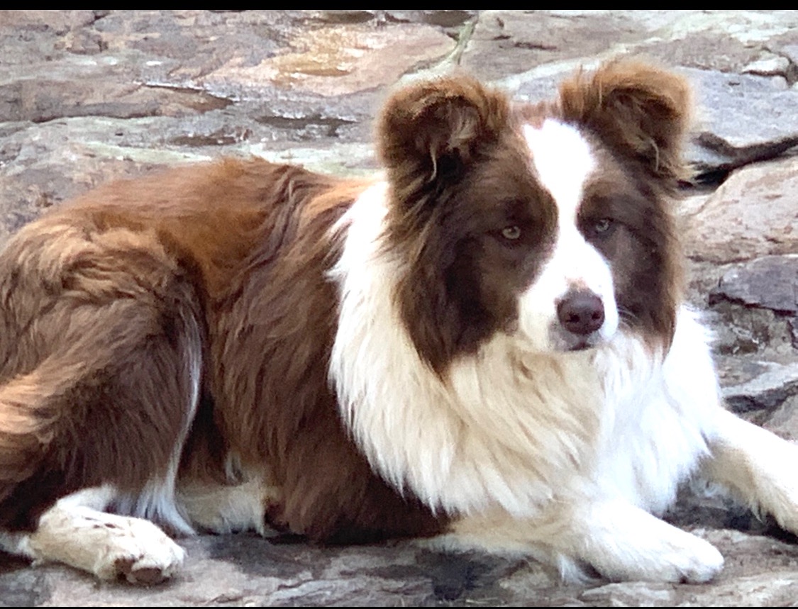 BORDER_COLLIE_SHOW_OLLY.jpeg