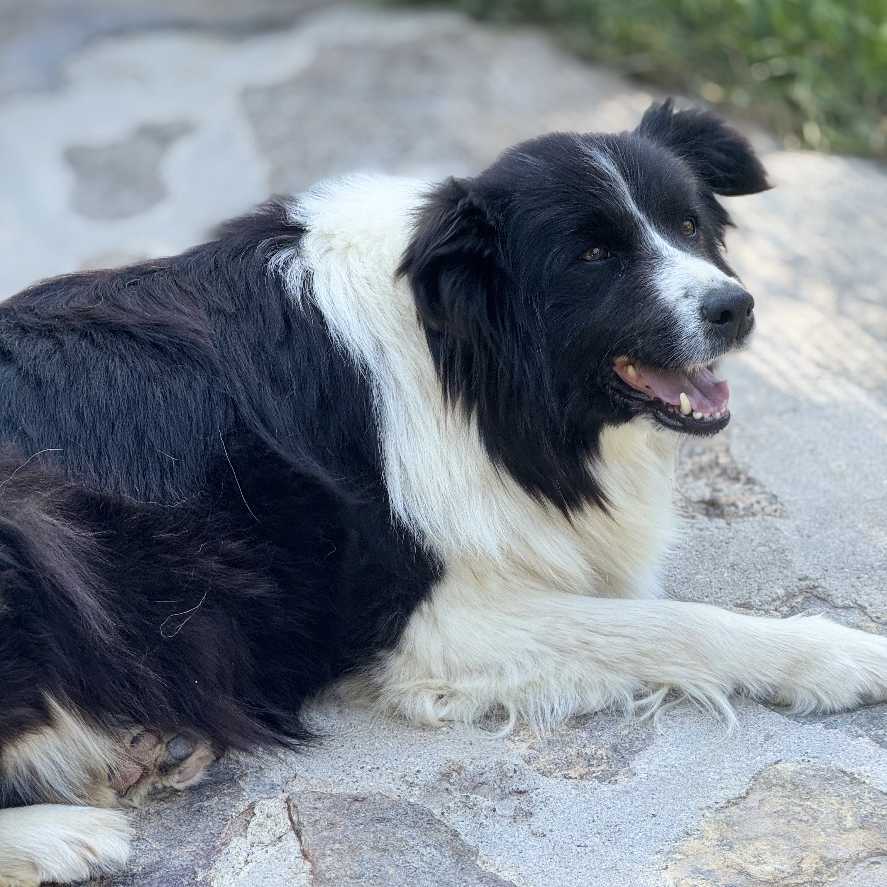 BORDER_COLLIE_SHOW_PRETTY.jpeg
