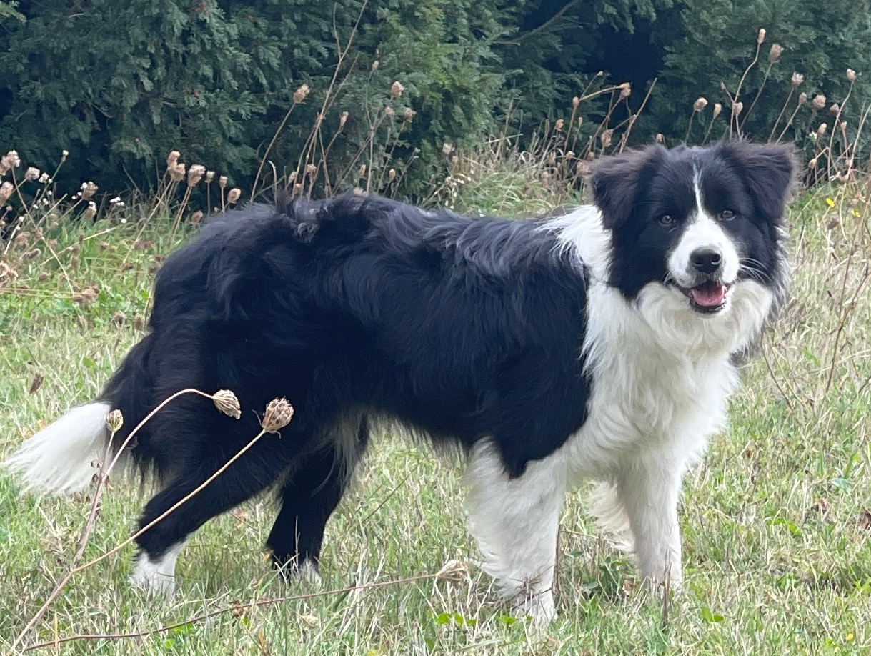 BORDER_COLLIE_SHOW_REACH_HAPPINESS.jpeg