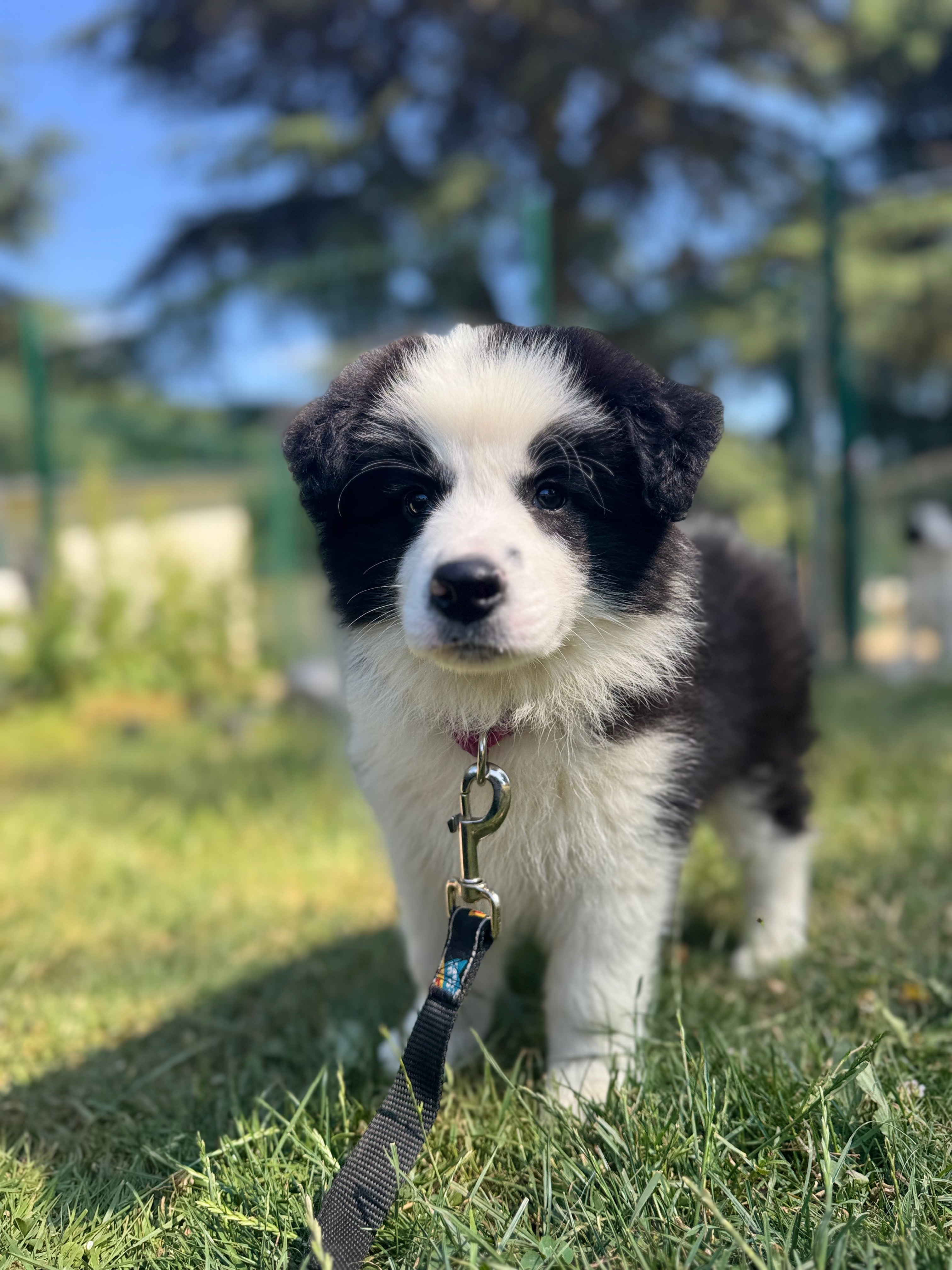 BORDER_COLLIE_SHOW_REV.jpeg