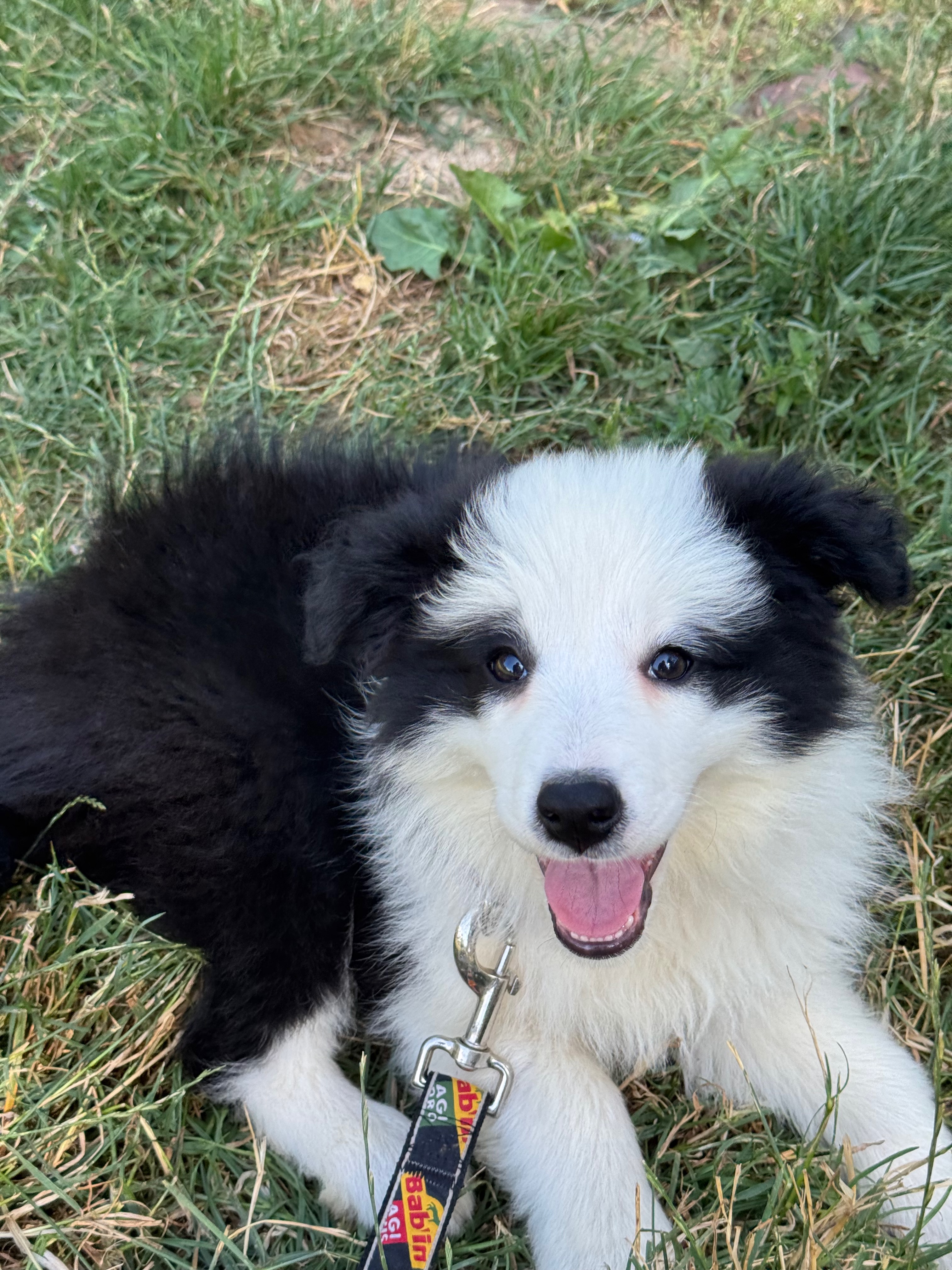 BORDER_COLLIE_SHOW_REVA.jpeg