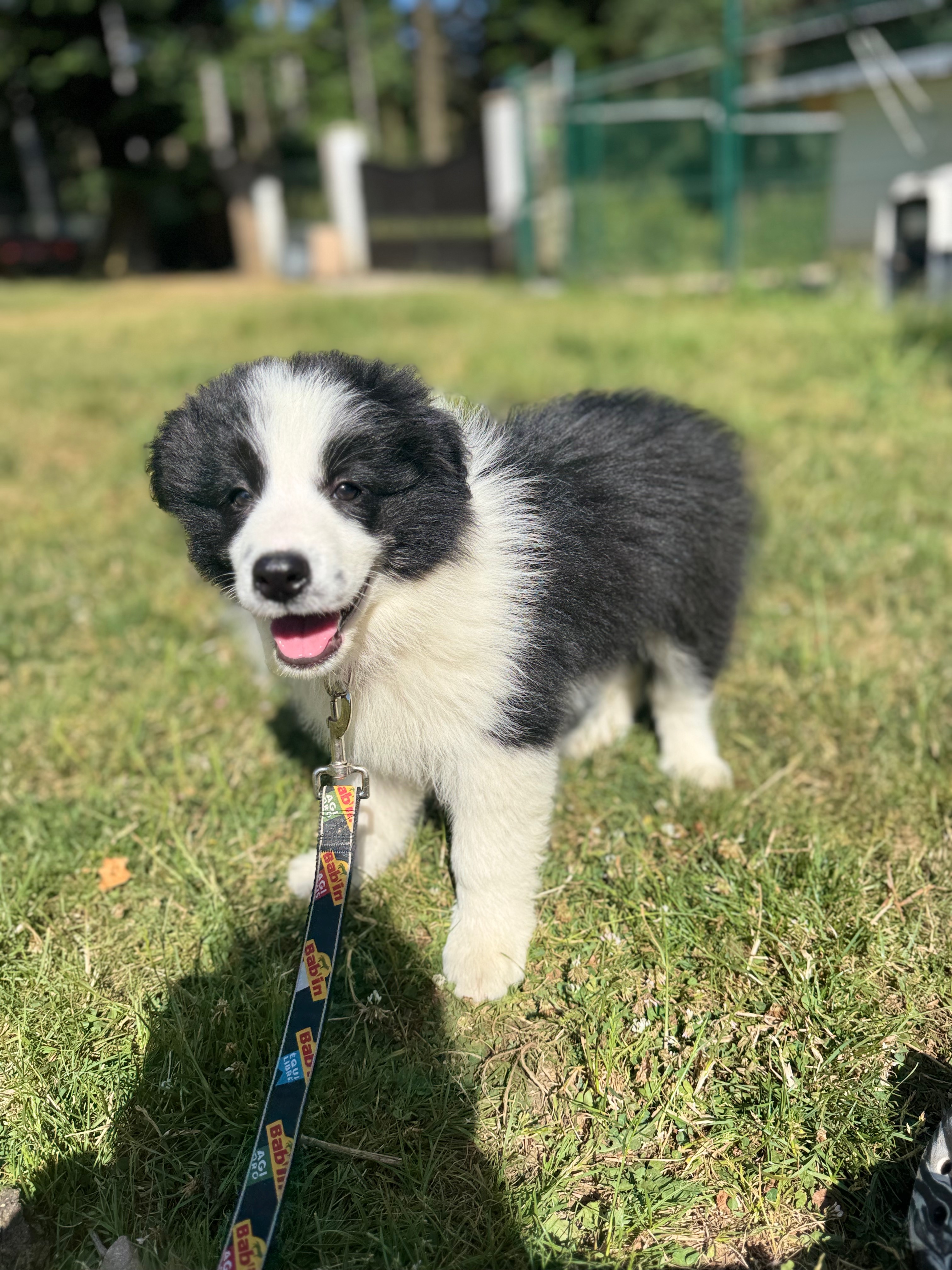 BORDER_COLLIE_SHOW_REVA_LA.jpeg