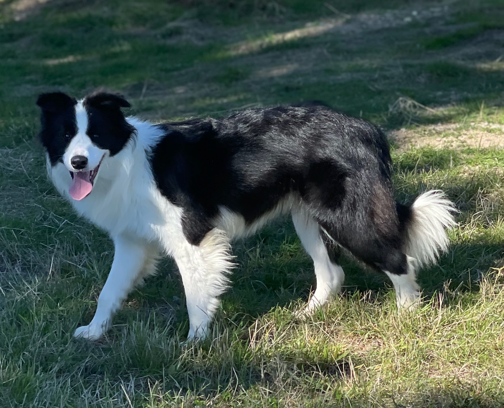 BORDER_COLLIE_SHOW_REVA_LA_VIE.jpeg