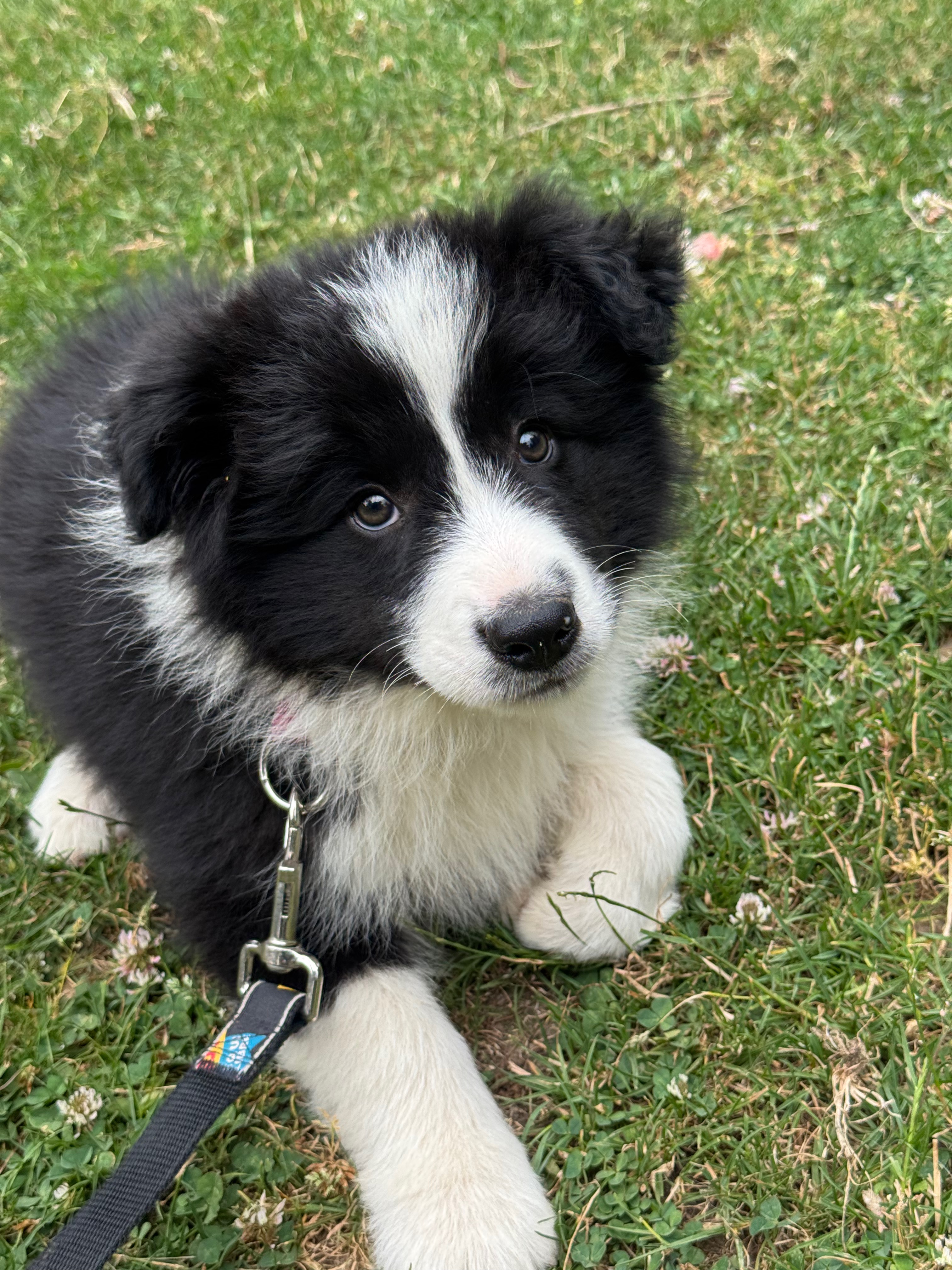 BORDER_COLLIE_SHOW_SHOW_REVA.jpeg
