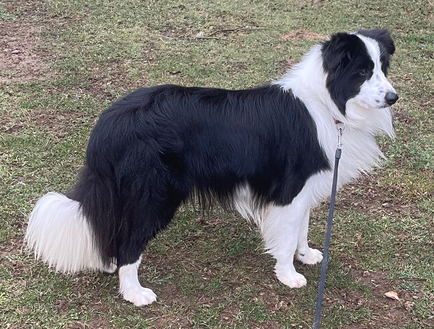 BORDER_COLLIE_SHOW_TIAMO.jpeg