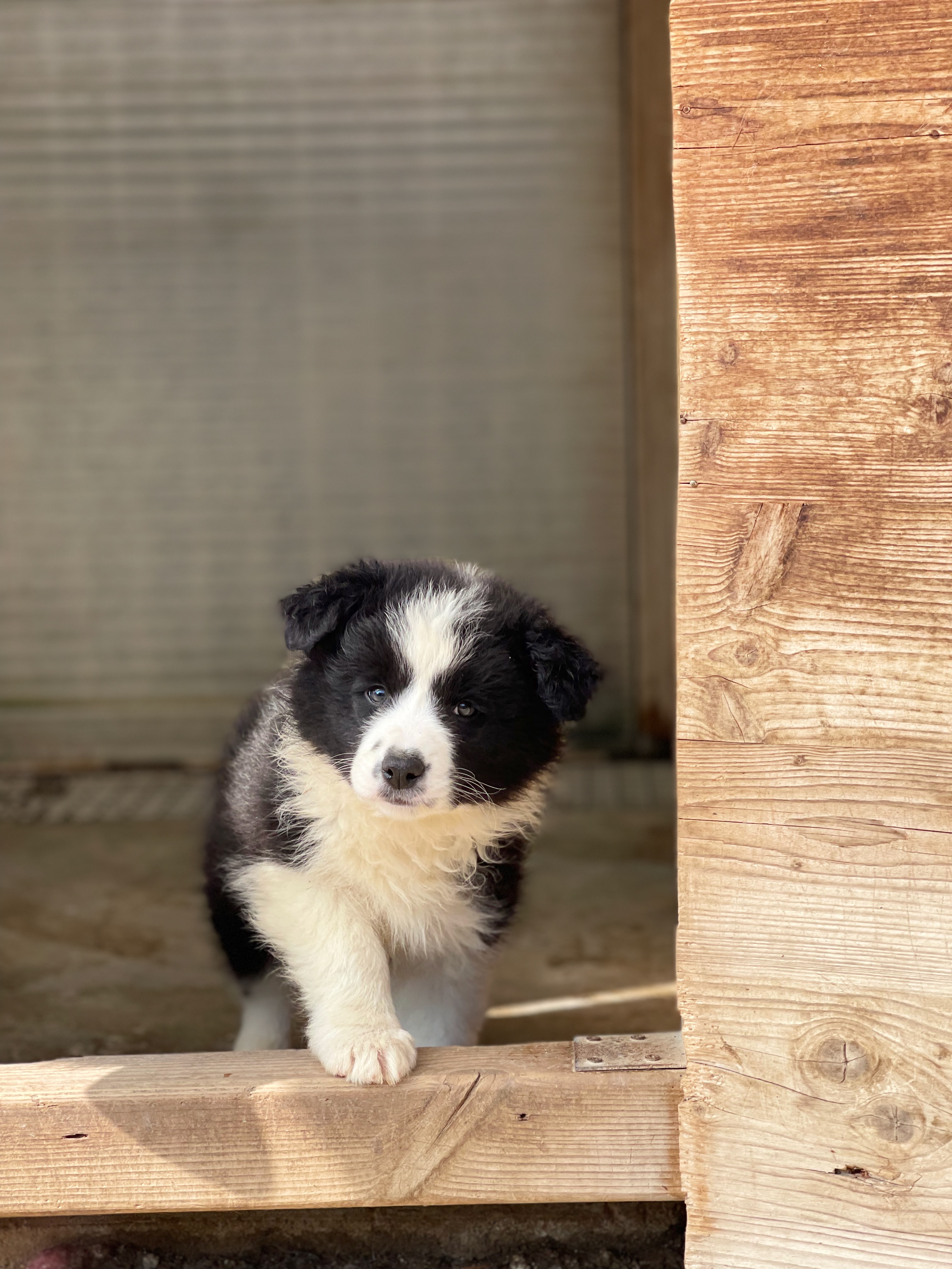 BORDER_COLLIE_SHOW_UKITA_PIST.jpeg