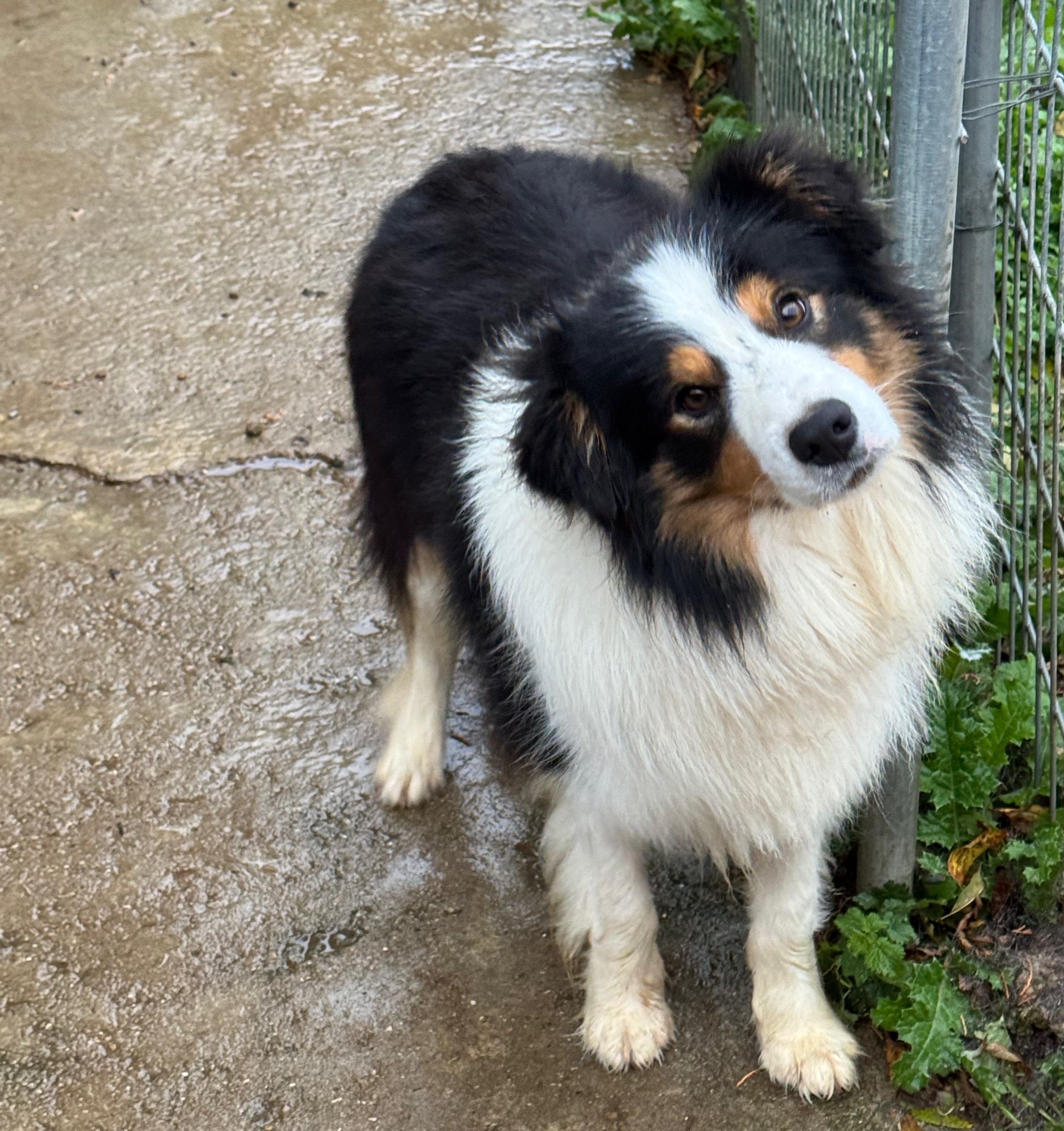 BORDER_COLLIE_SHOW_VENOM.jpeg