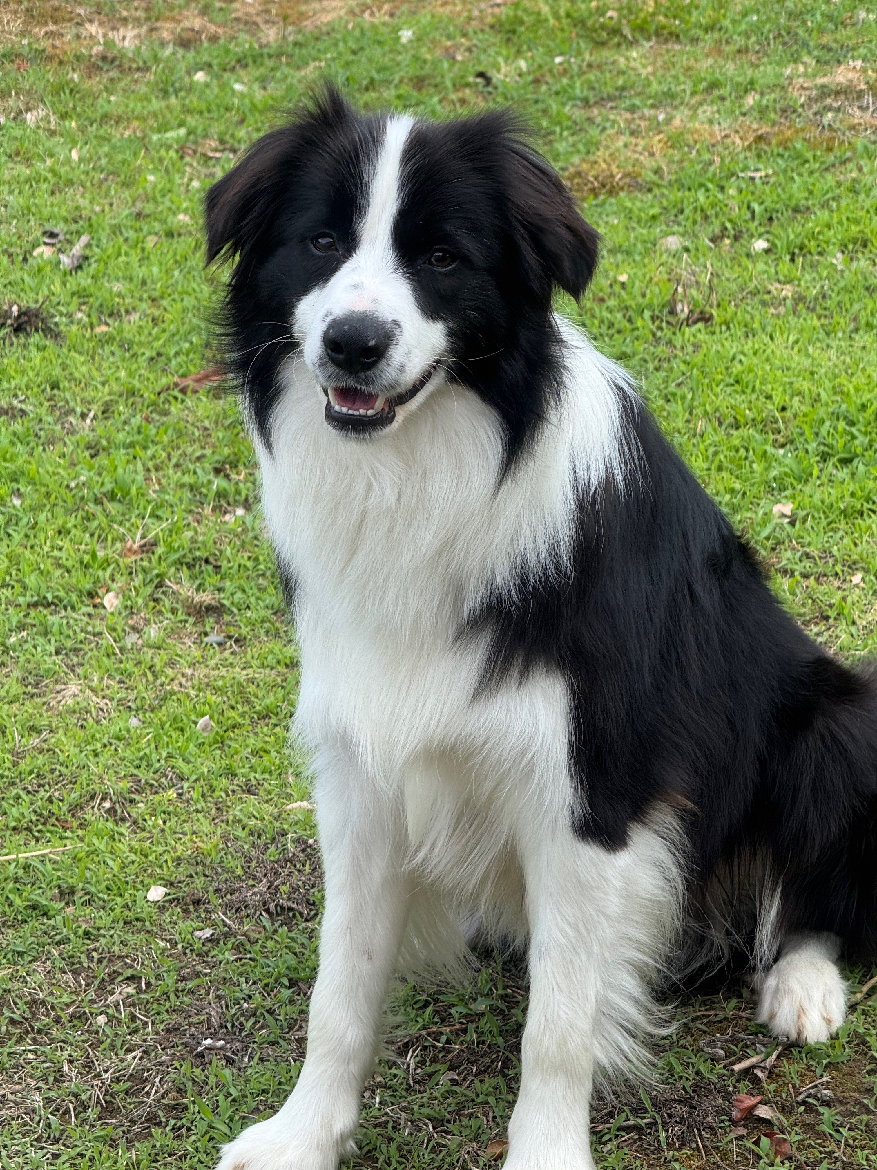 BORDER_COLLIE_SHOW_VOLK.jpeg
