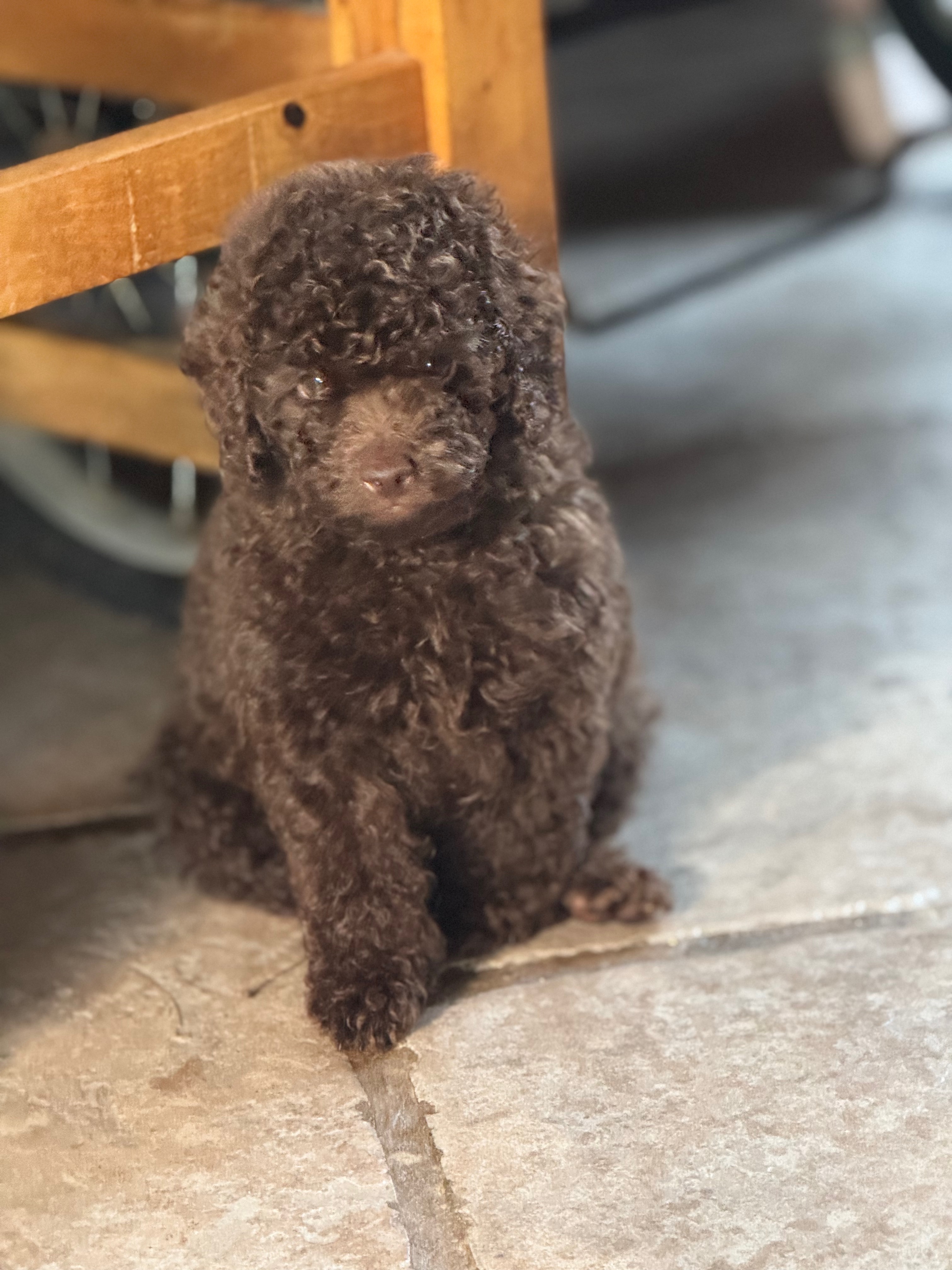 CANICHE_TOY_NAIN_1.jpeg