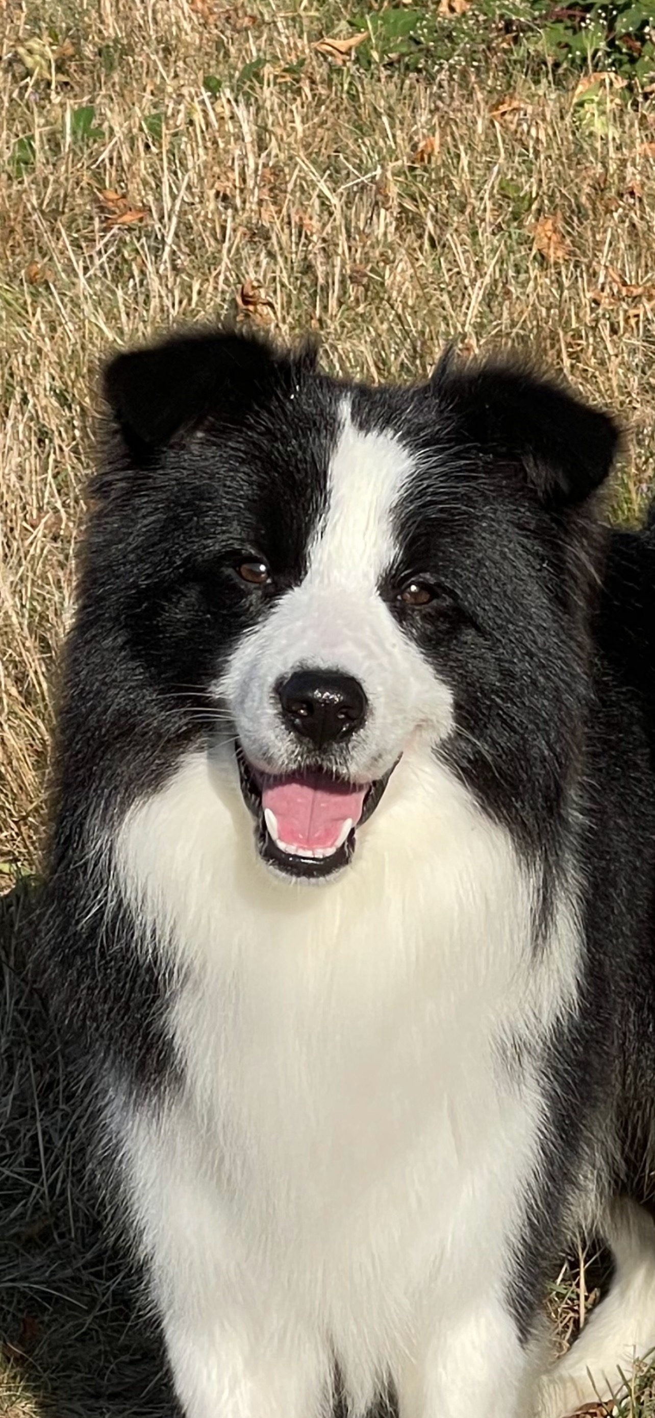 TBORDER_COLLIE_DE_BEAUTE_ARZAN_BOY.jpeg