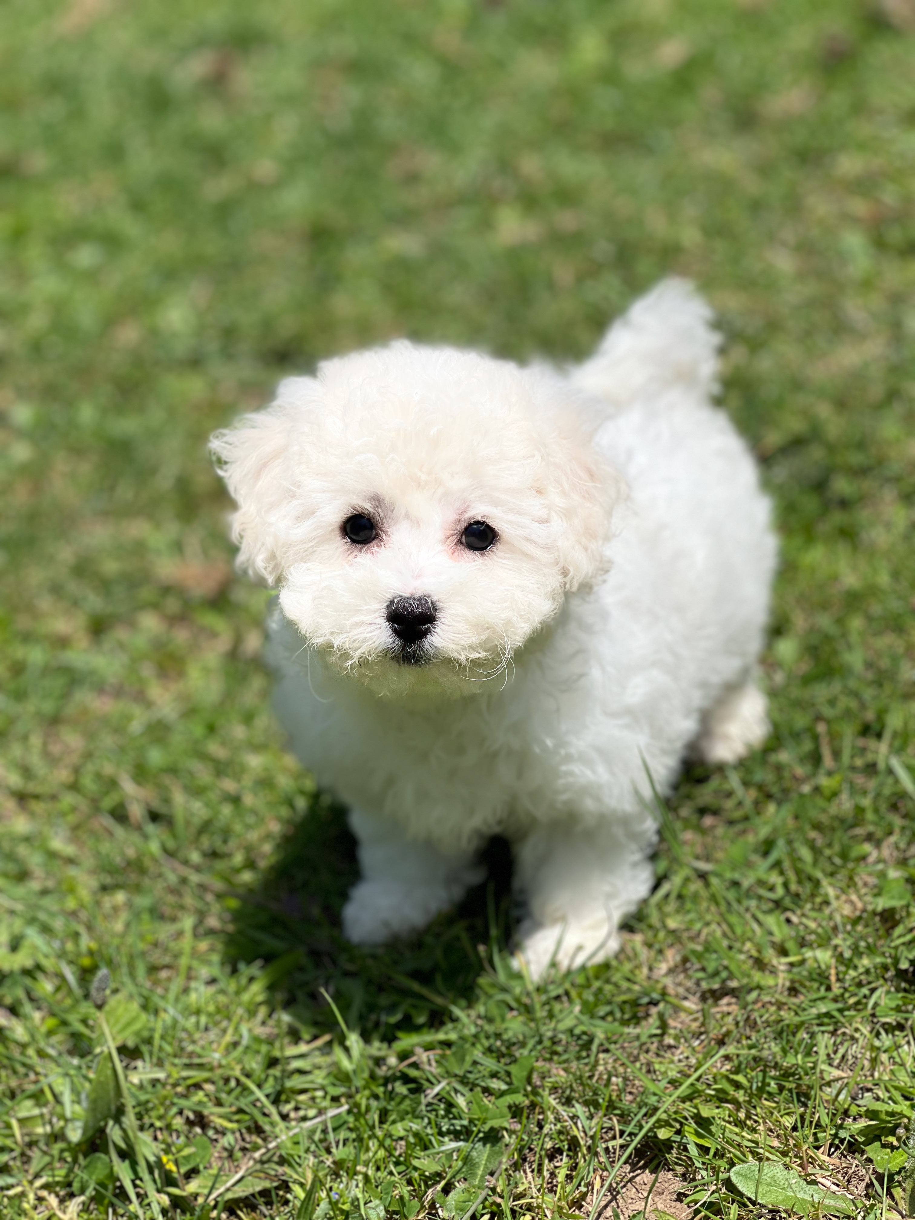 bichon_frise_TINY.jpeg