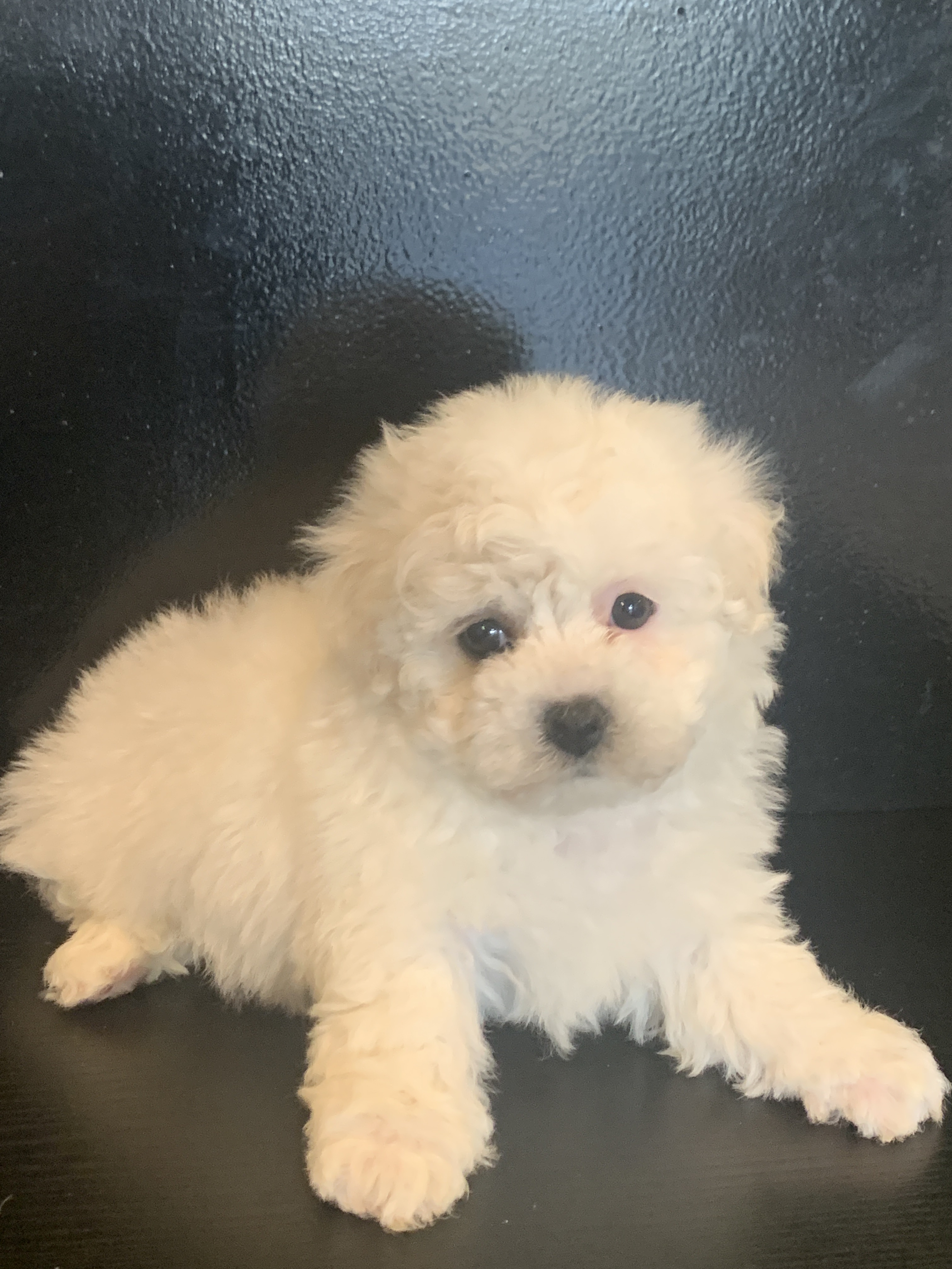 bichon frise femelle n03 PRINCES