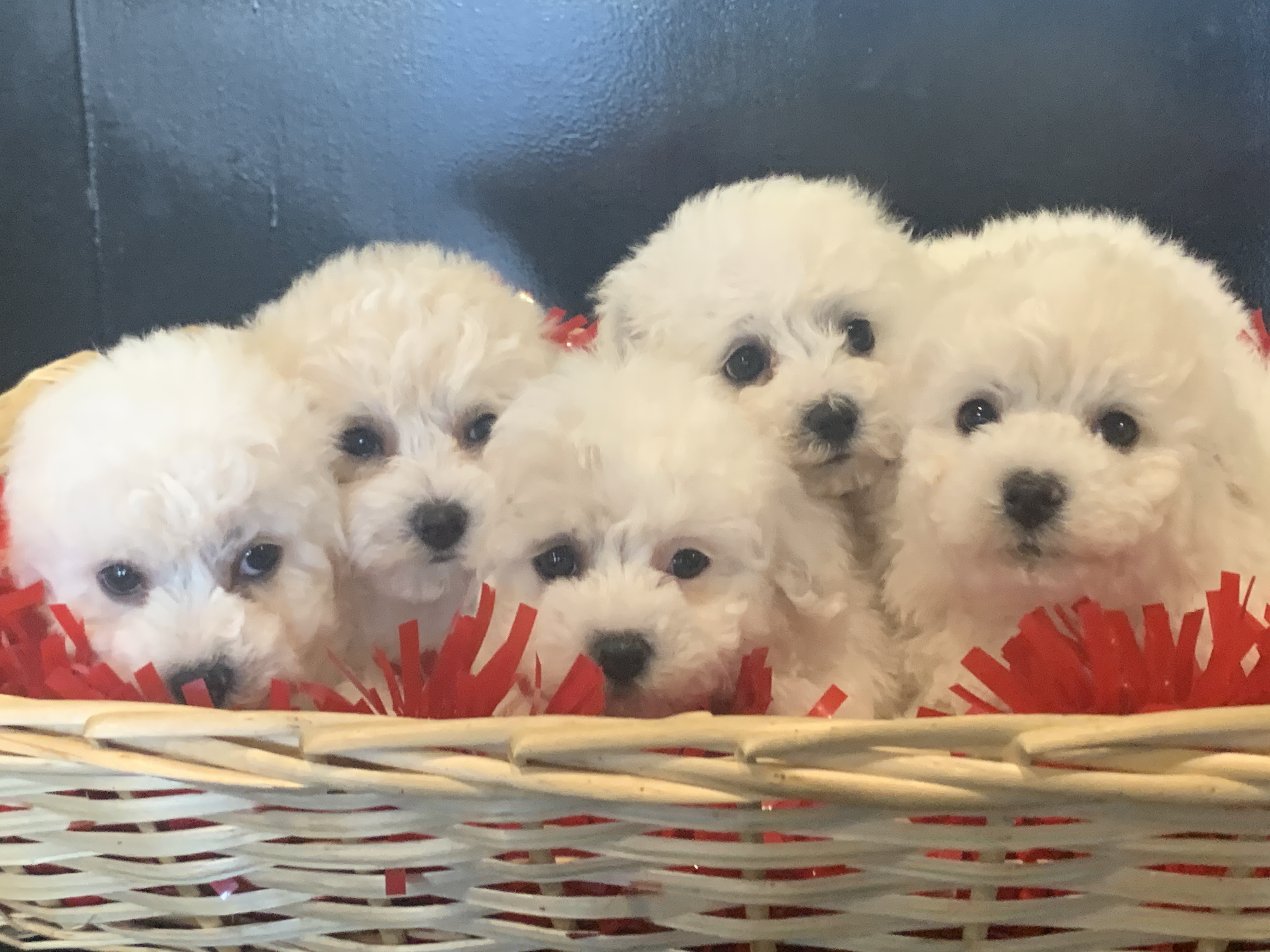 bichon frise les 5 princ