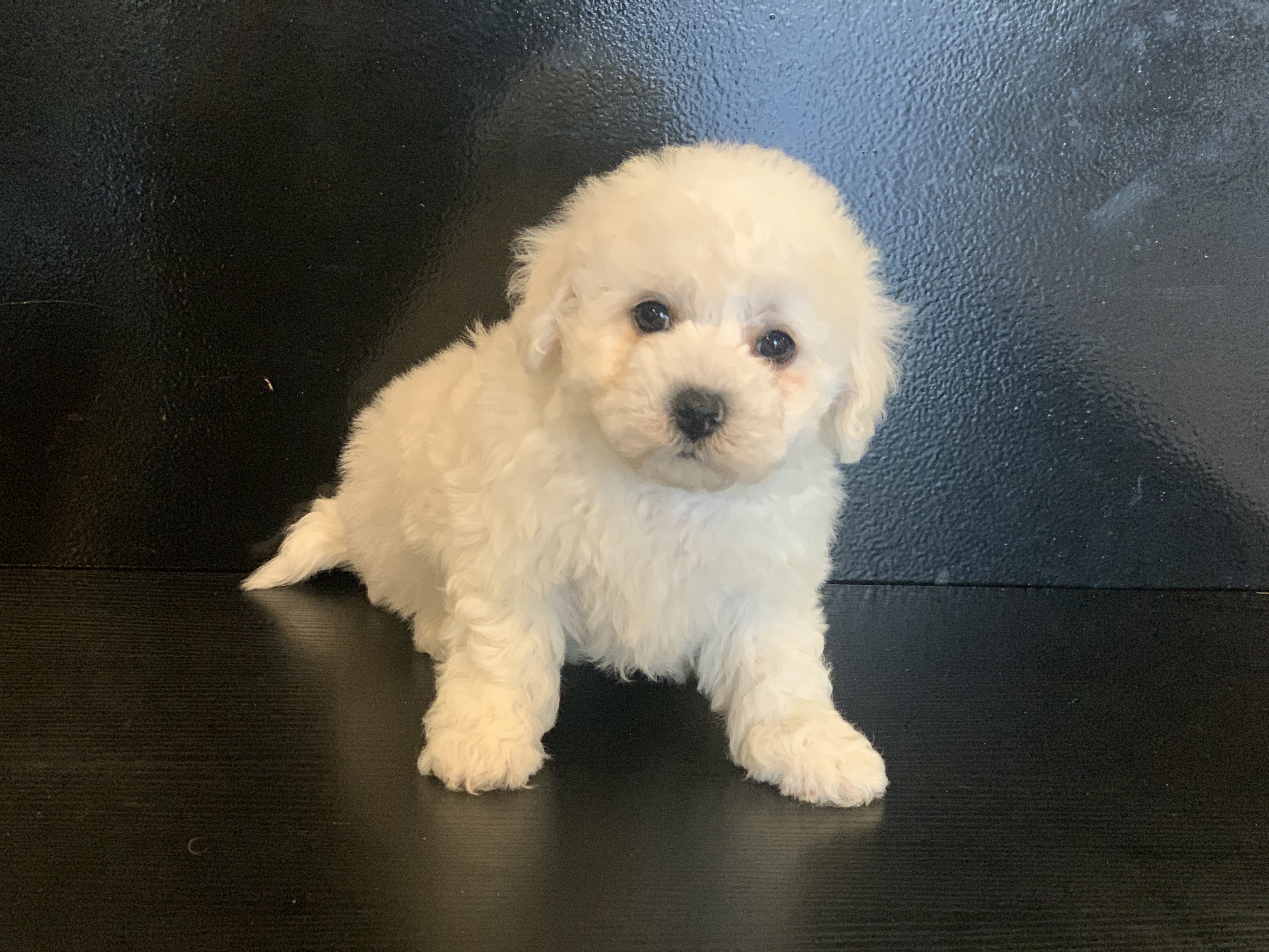 bichon frise male n01 Princes