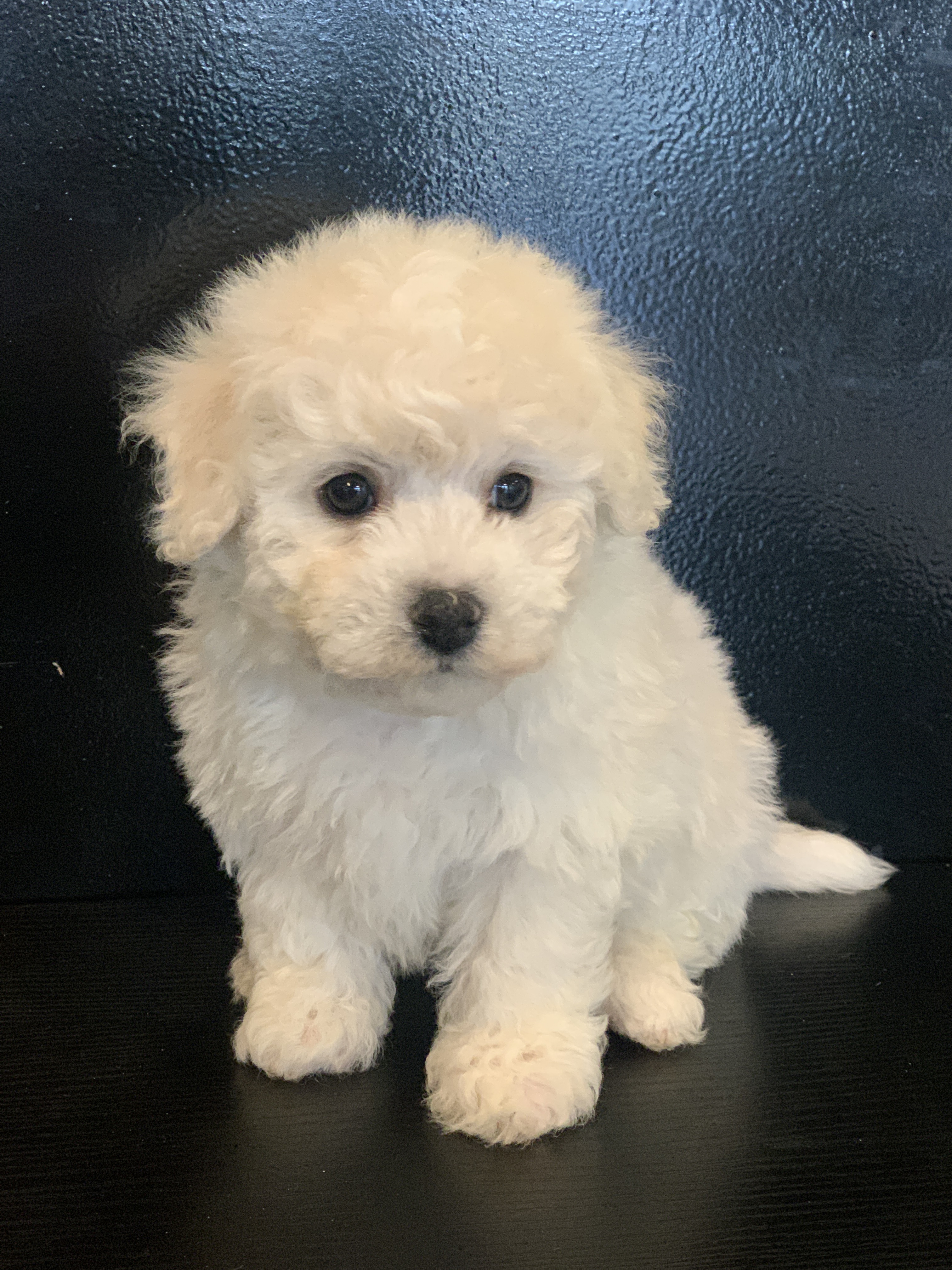 bichon frise male n0 2 princess