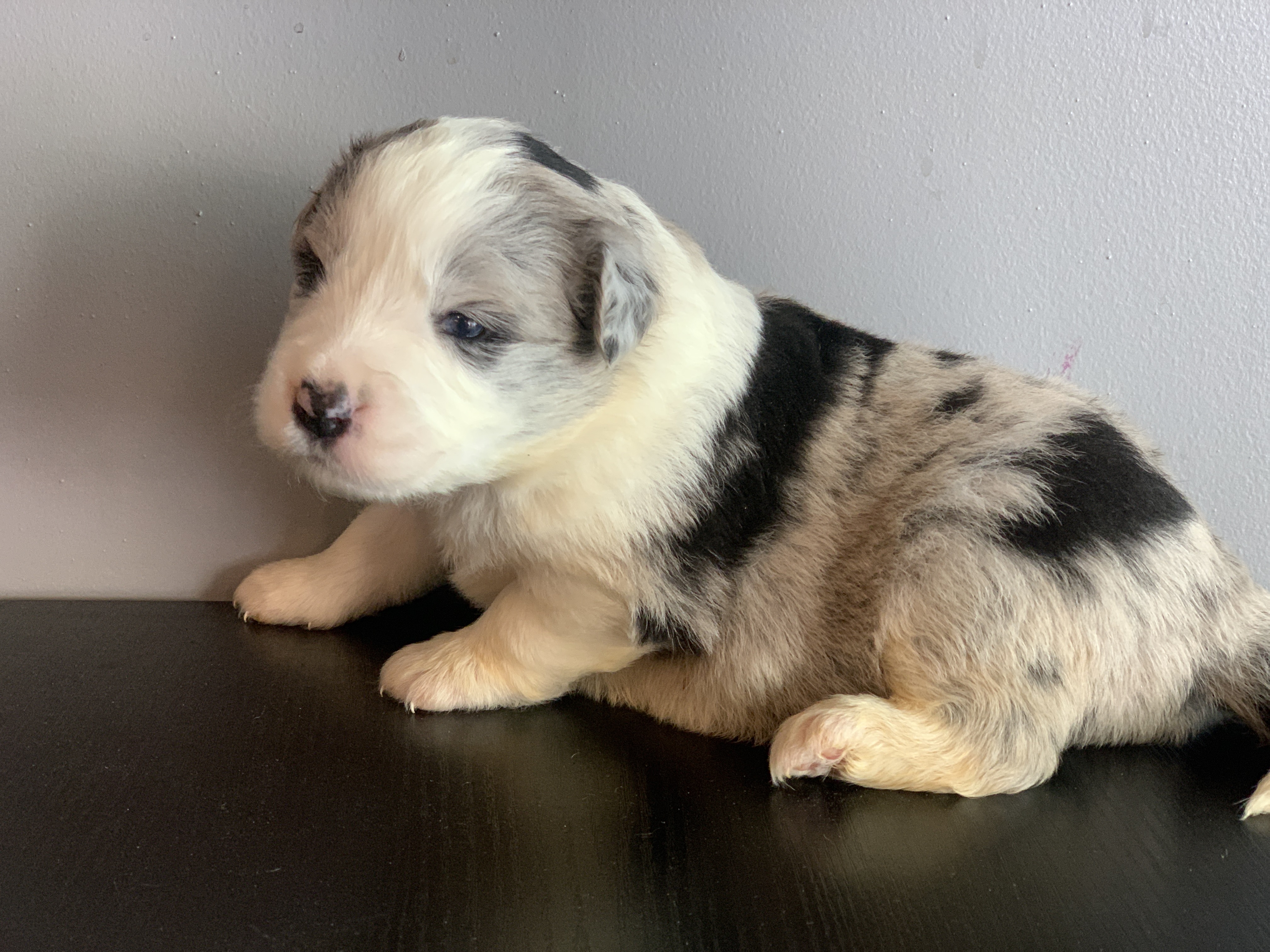 border collie SHOW femelle n3