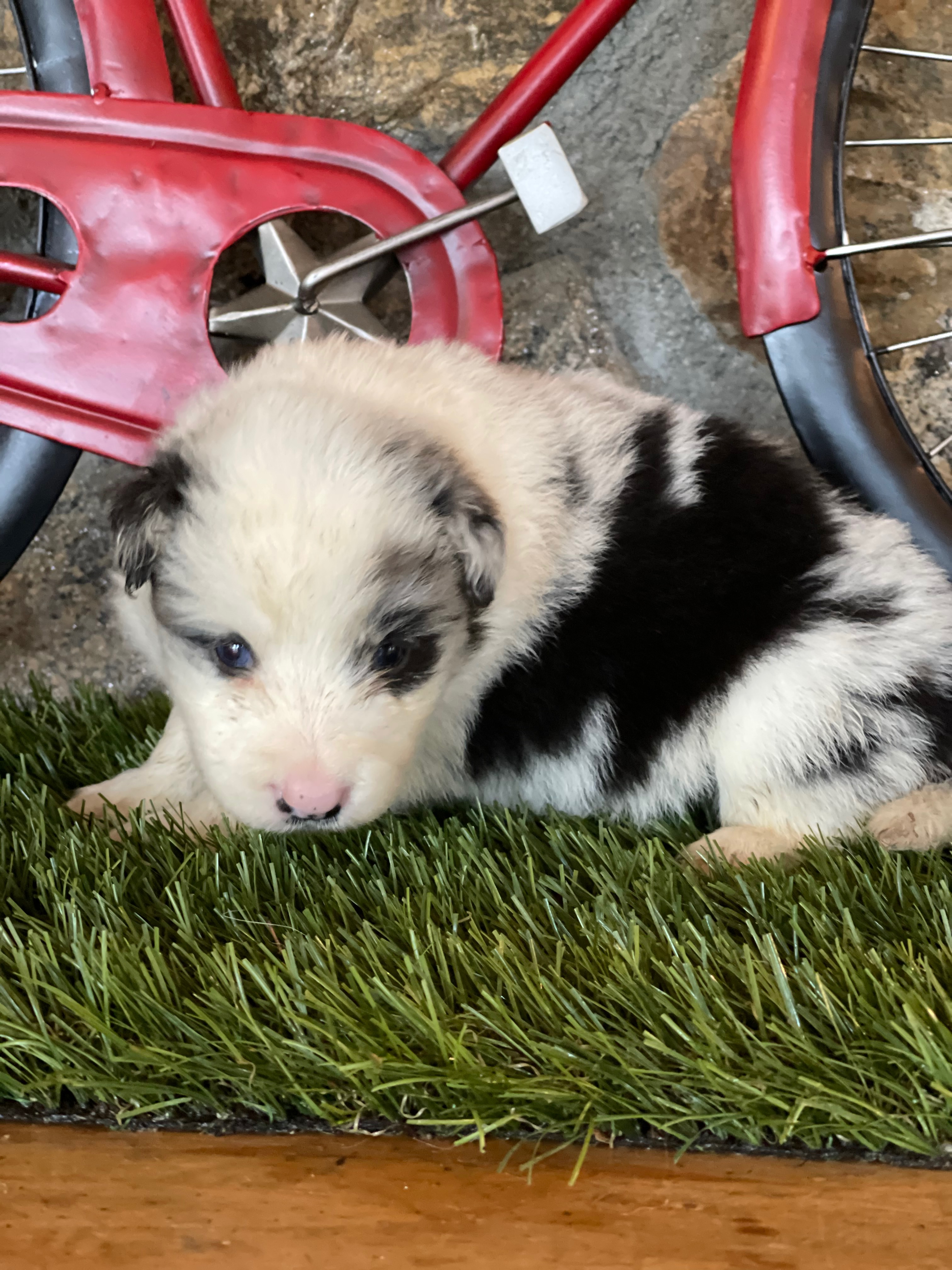 border_collie_de_beaute_2.jpg