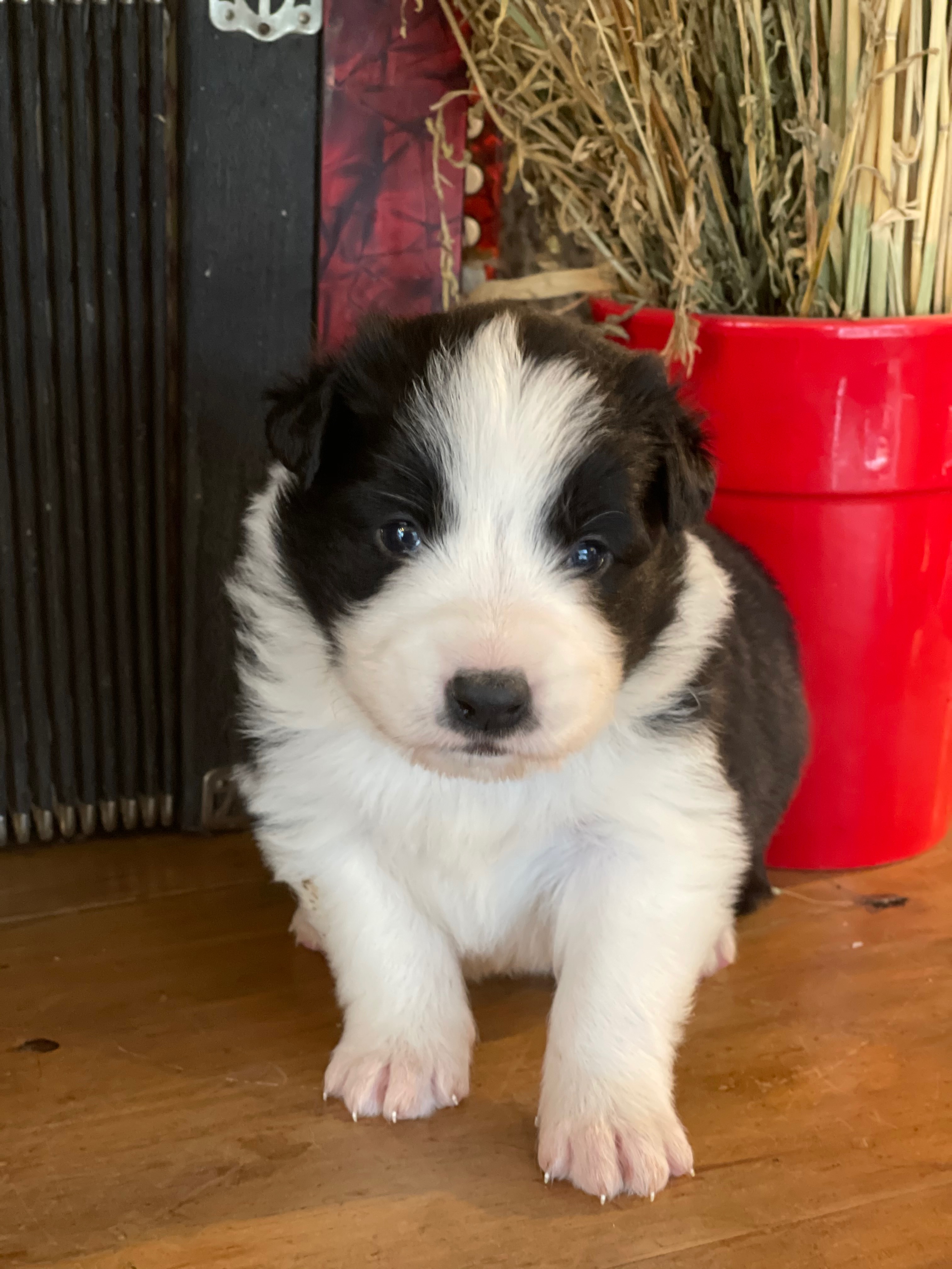 border collie fem n2. janejpg