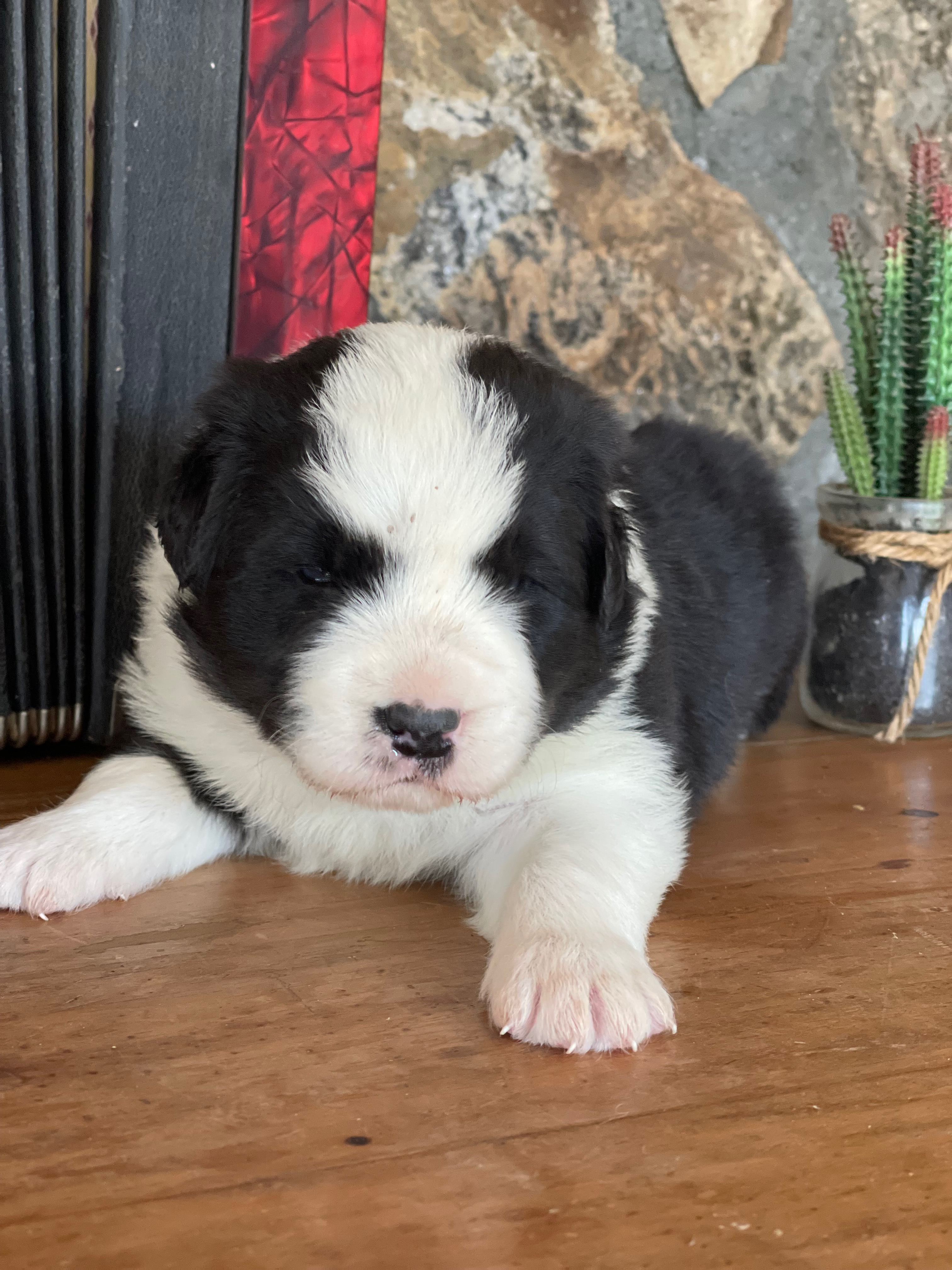 border collie fn2 lilly