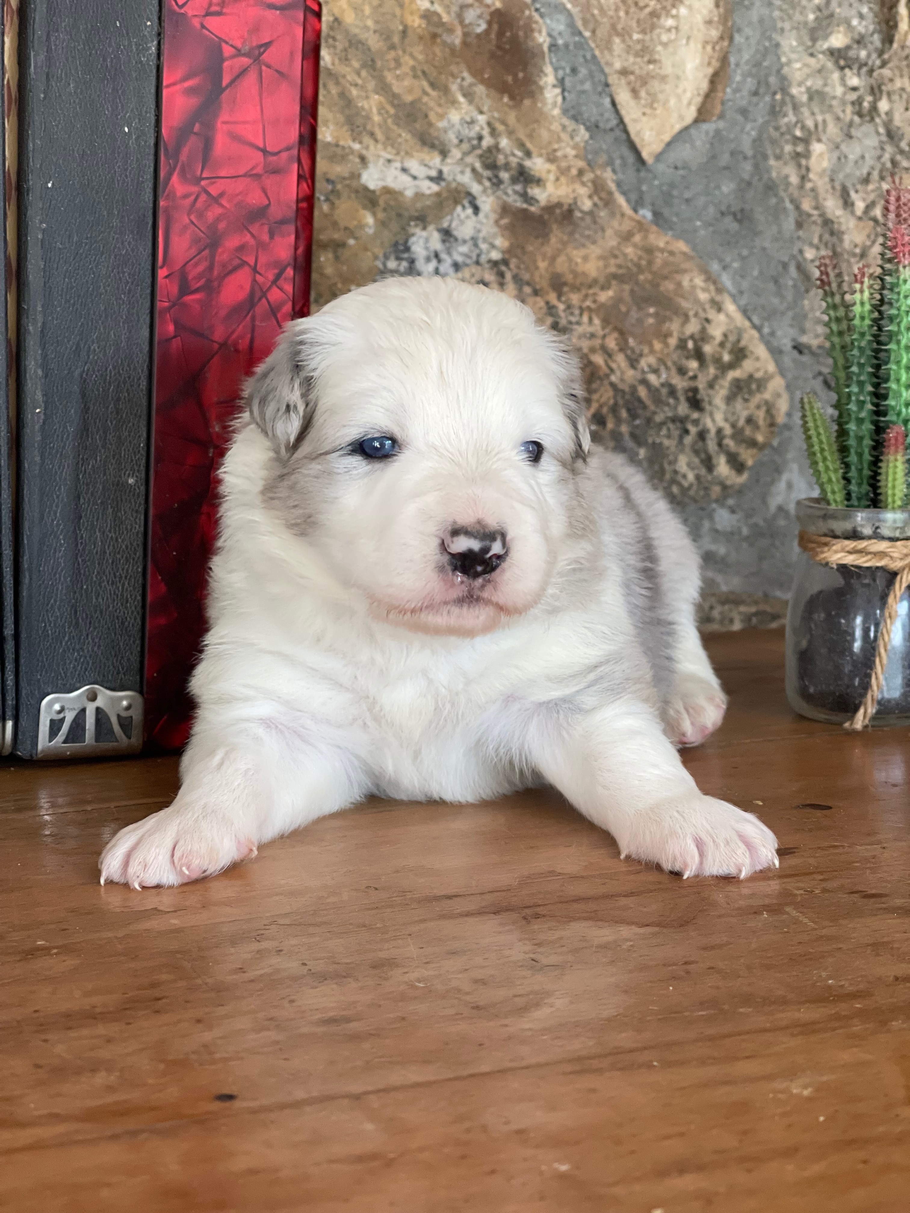 border collie fn3 lilly