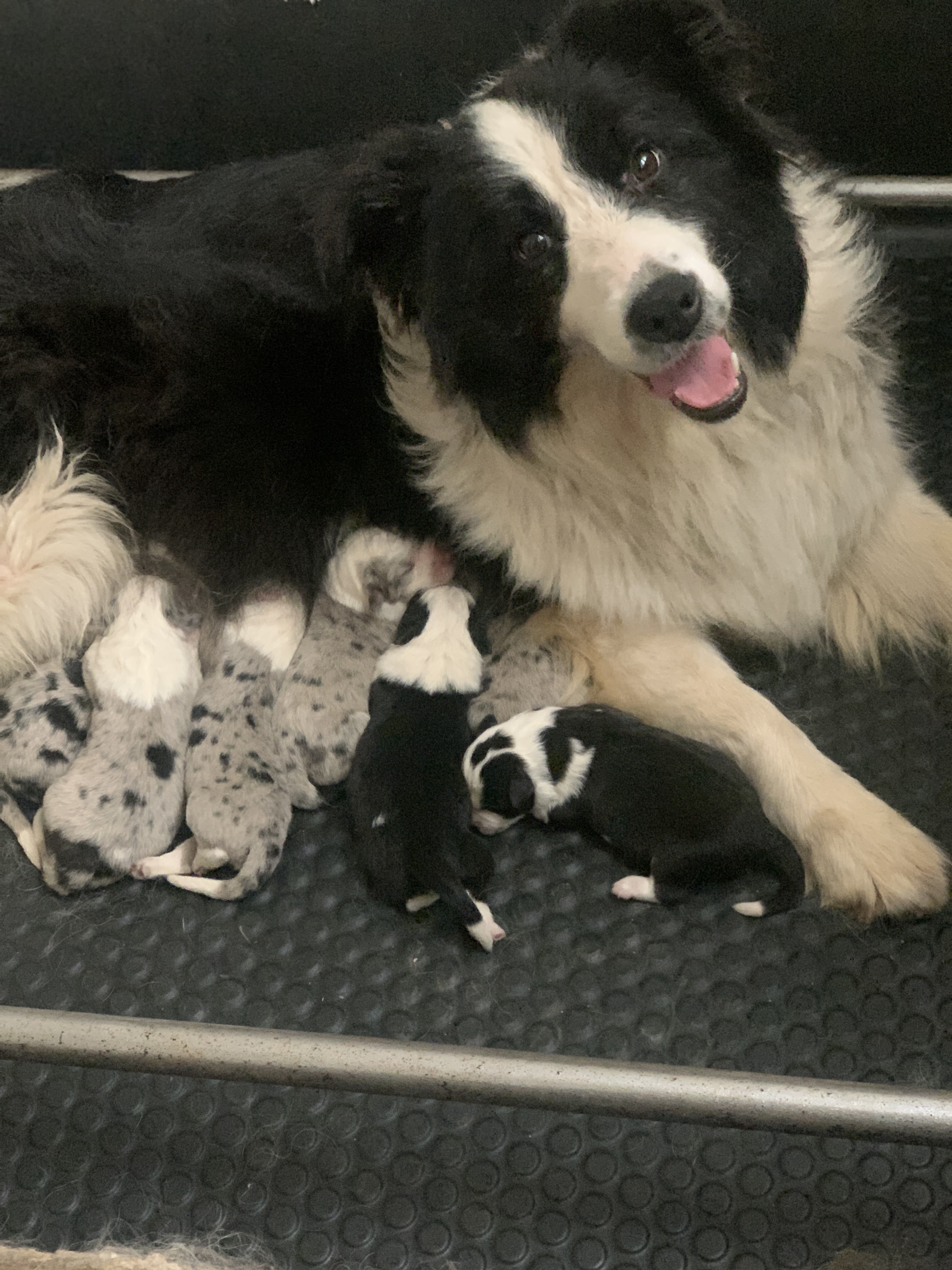 border collie ginger 