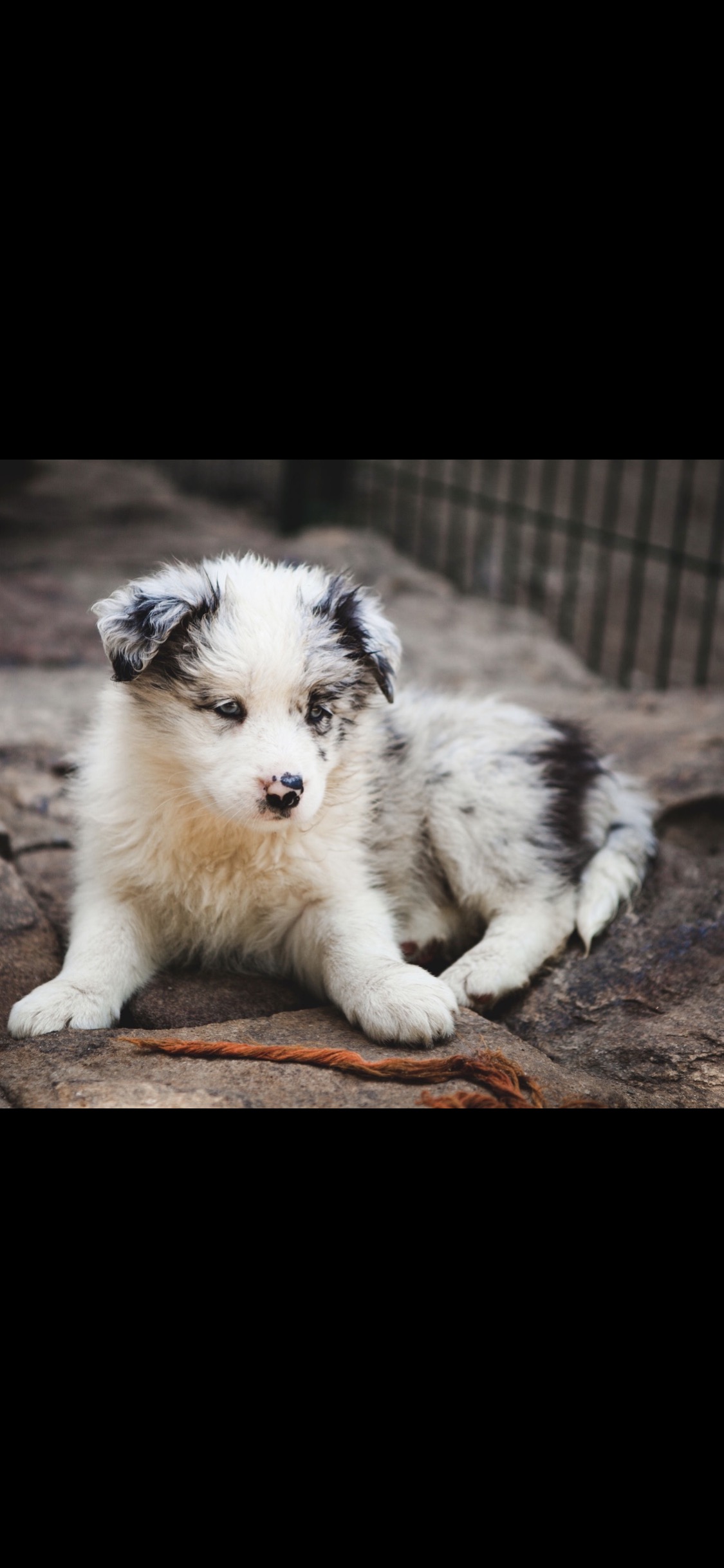 border collie male n02