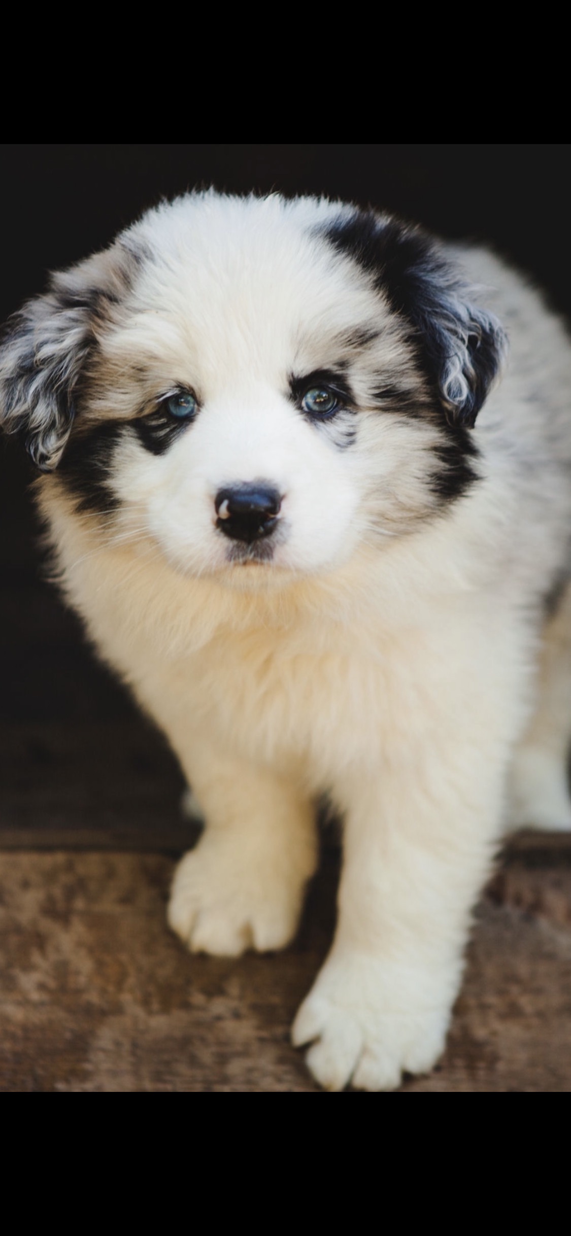 border collie malen1