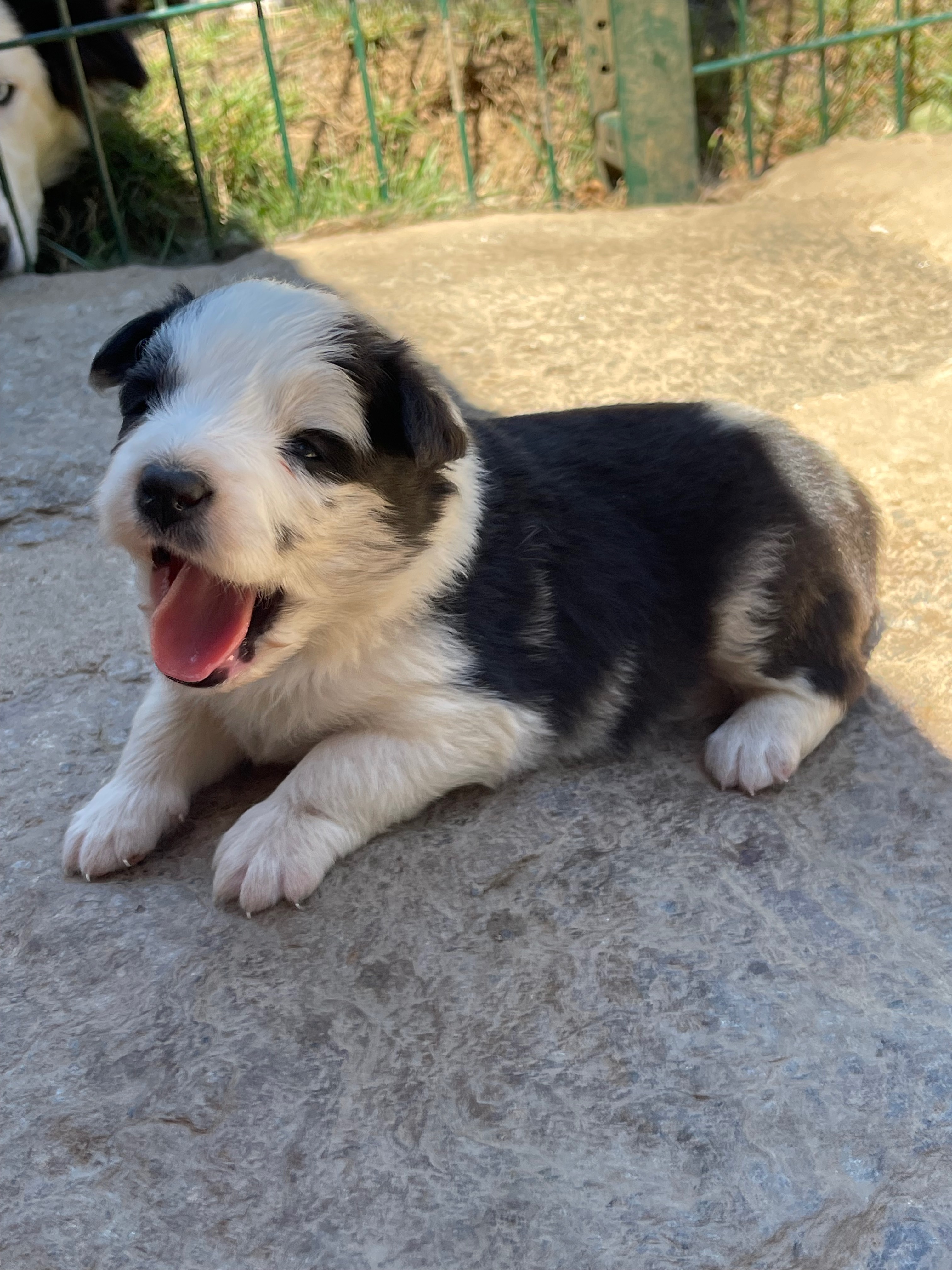 border_collie_show.f_pistachejpeg.jpeg