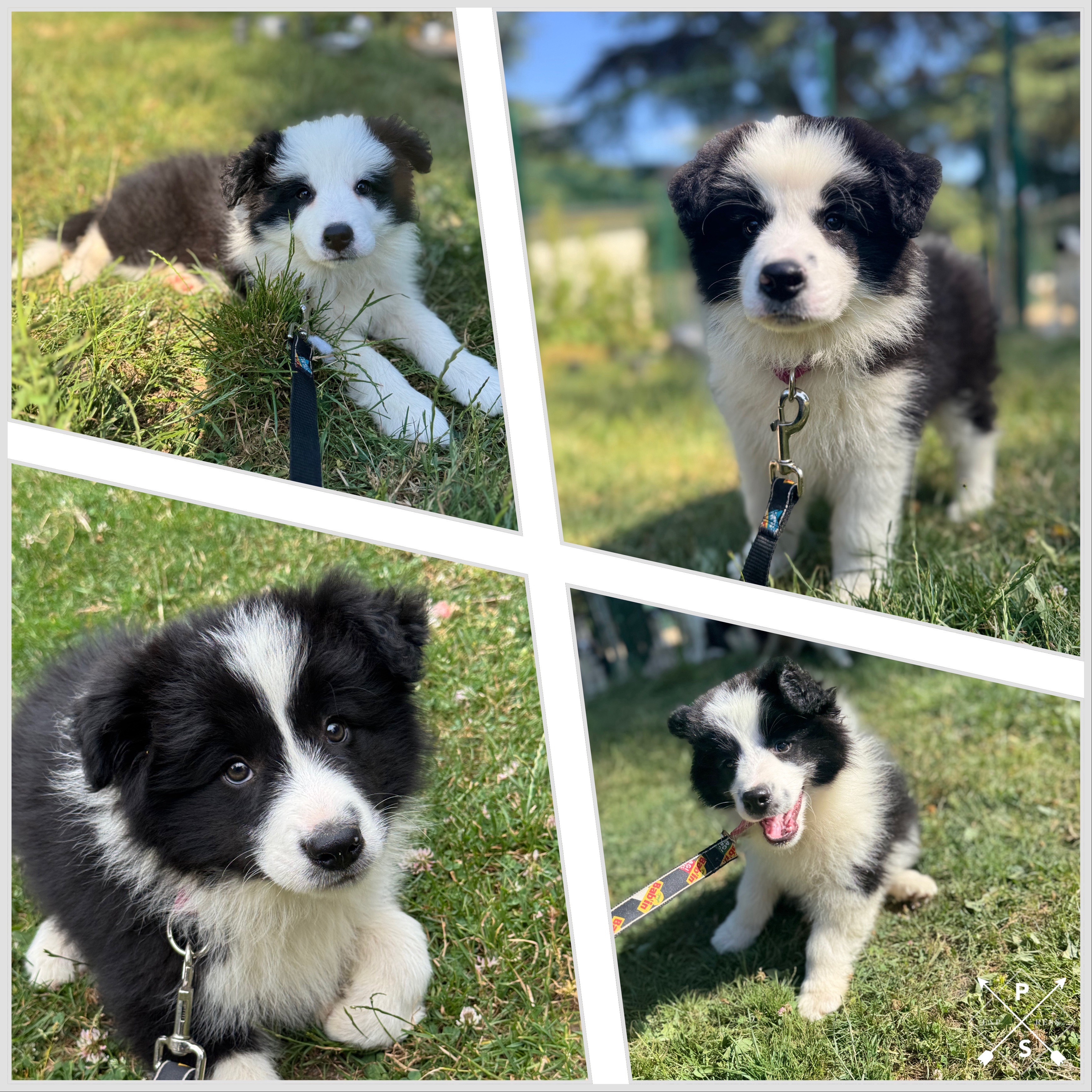 border_collie_show.jpeg